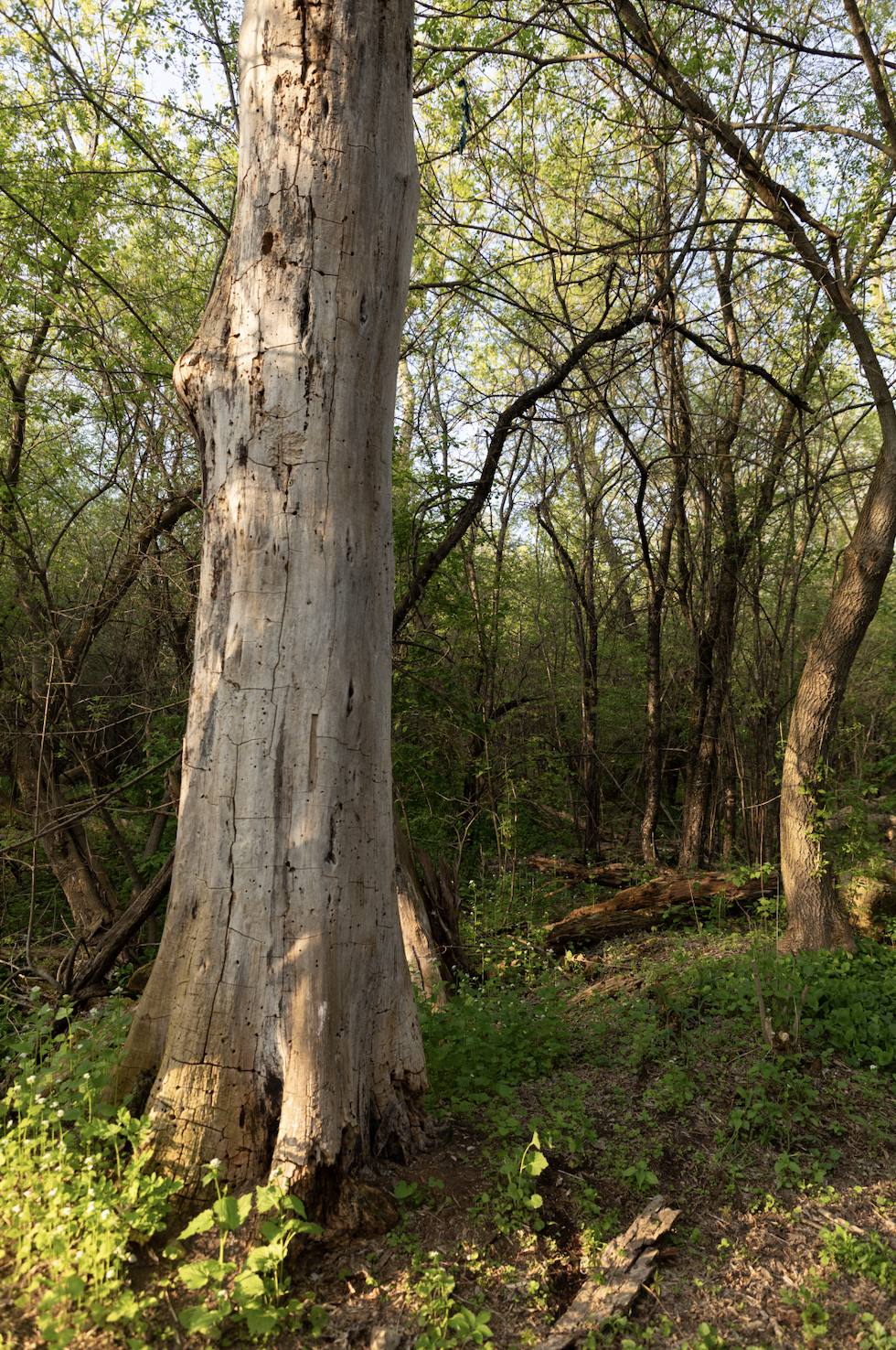 A forest scene with a large, partly dead tree in the foreground and other trees with green leaves in the background.