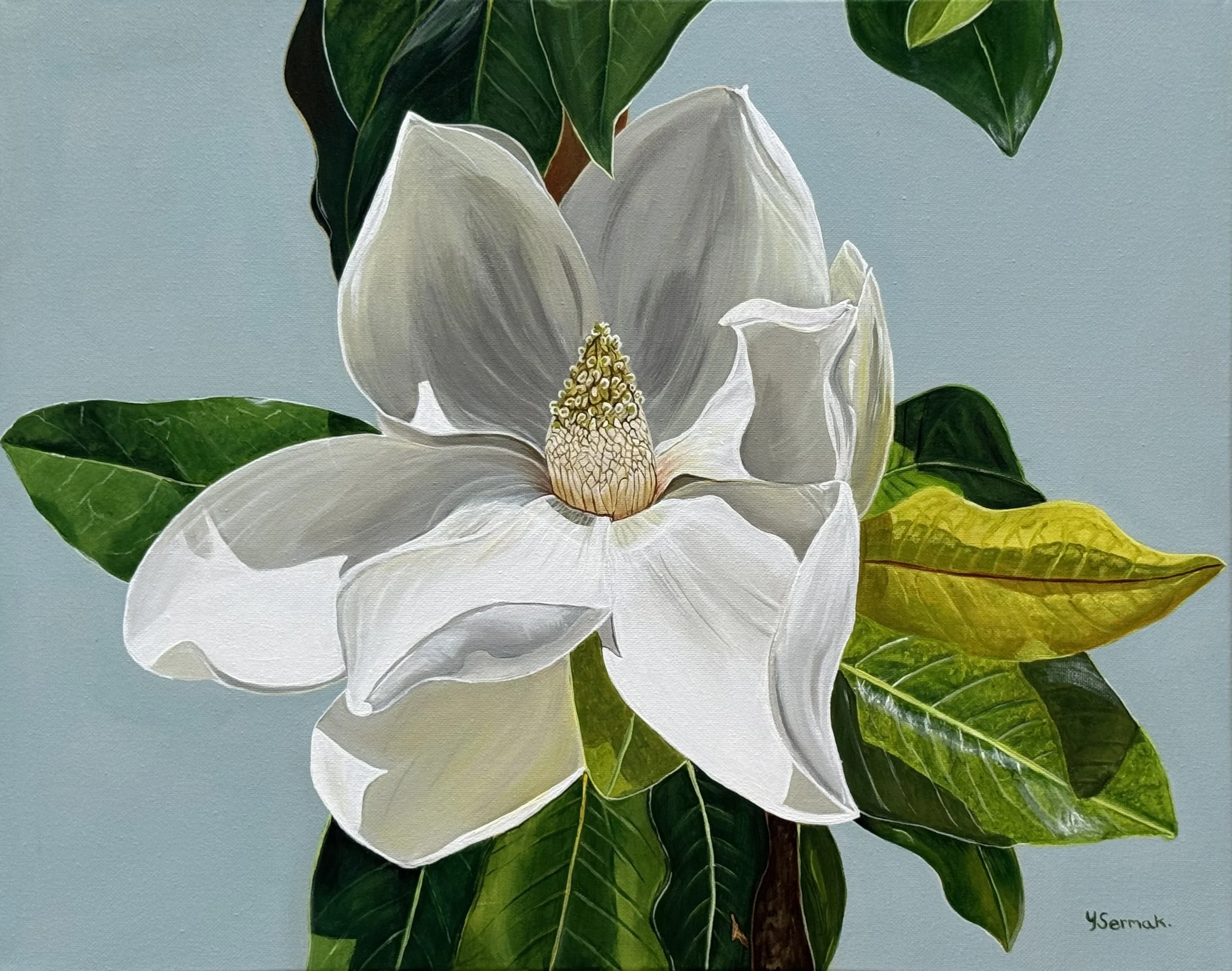 Painting of a white magnolia flower with green leaves on a blue background, signed by Ysermak.