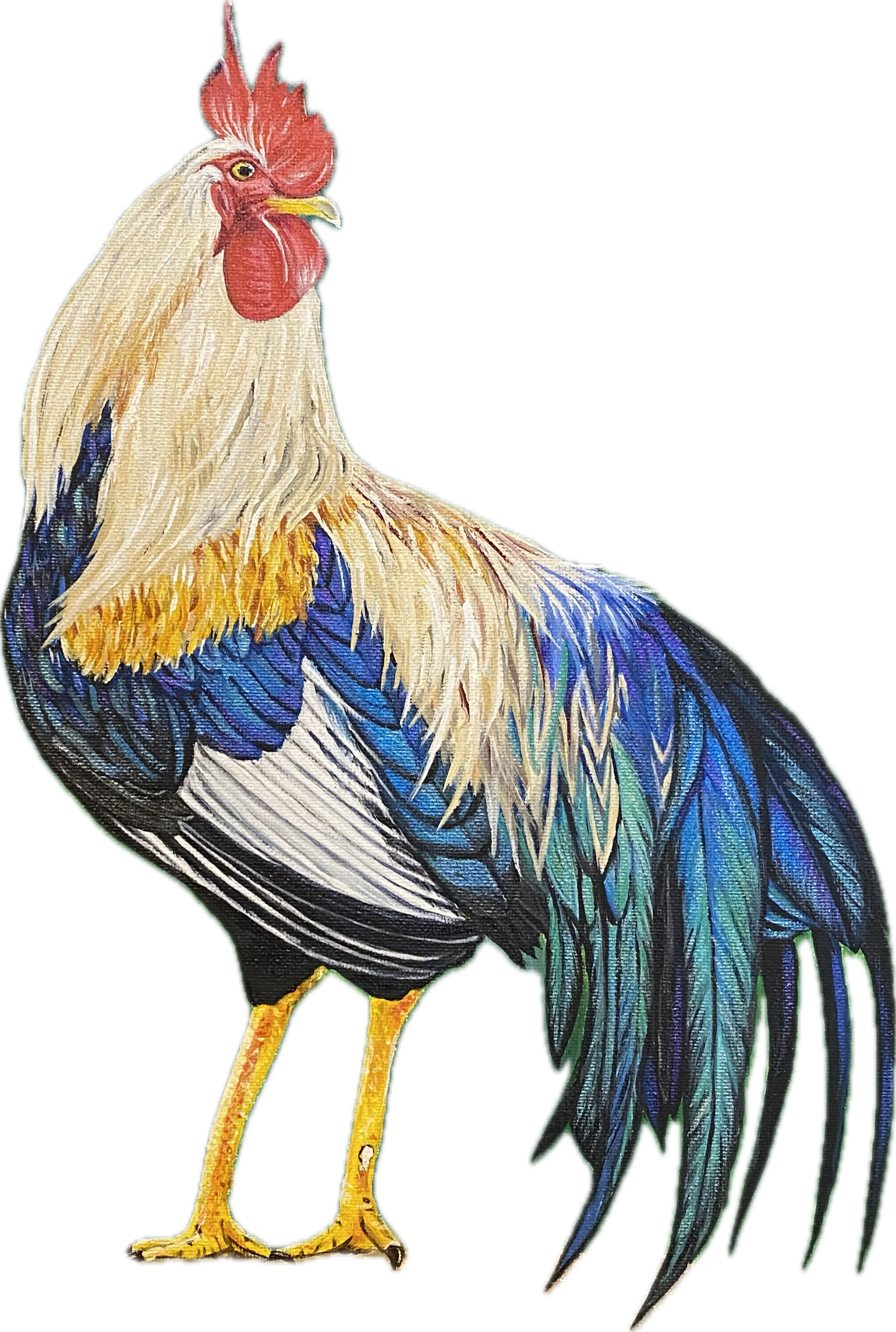 Illustration of a colorful rooster standing on yellow legs with detailed feathers in shades of white, yellow, blue, and green, and a red comb and wattle.