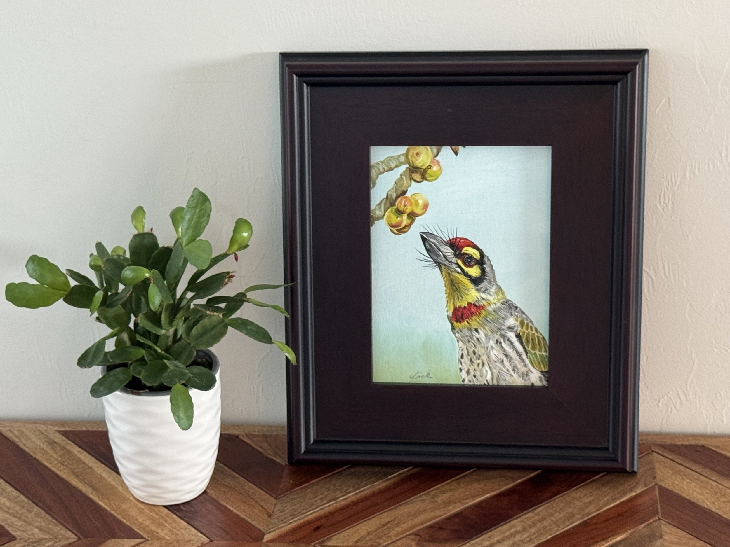 "Coppersmith Barbet"