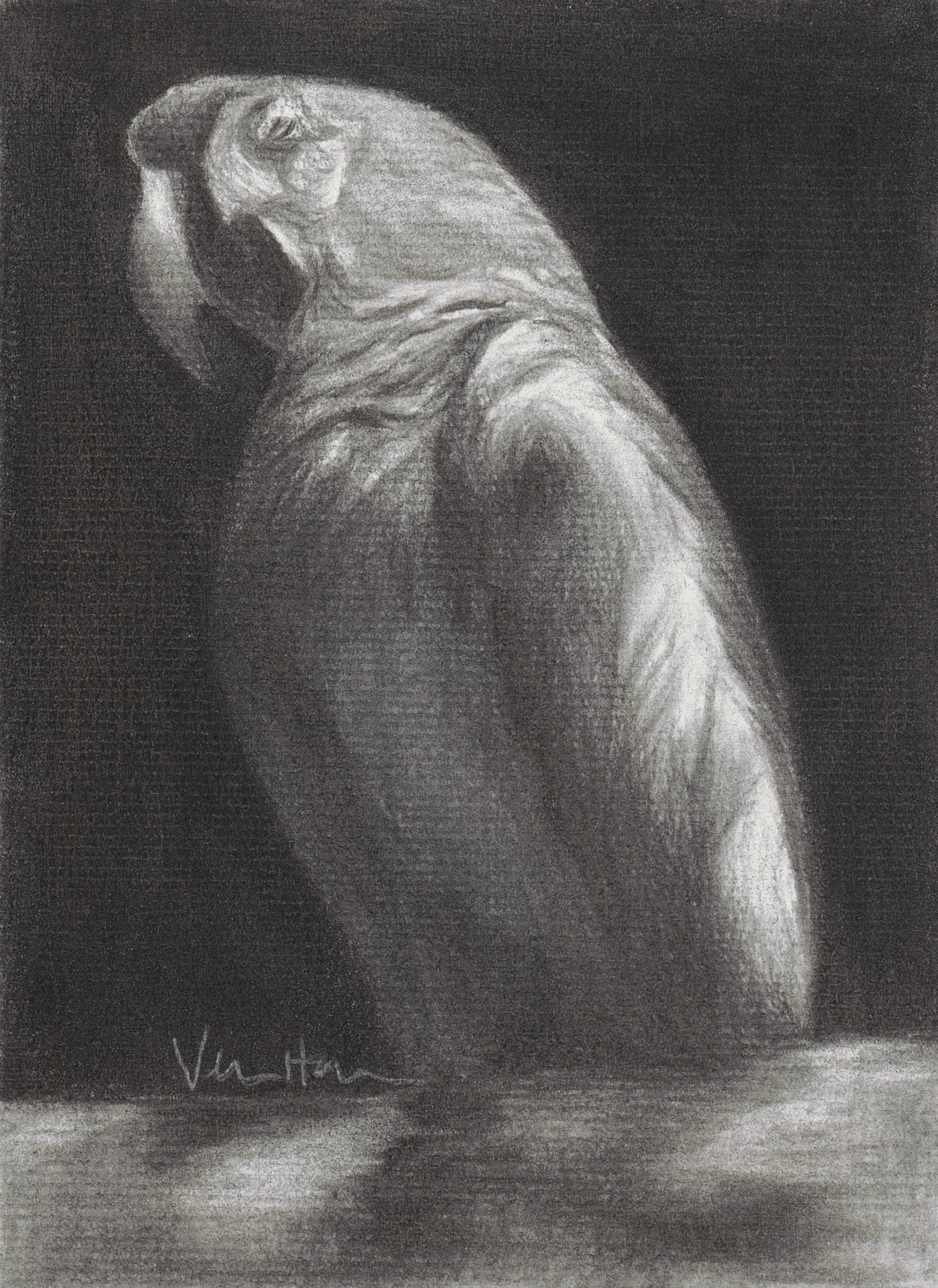 A black and white charcoal drawing of a scarlet macaw bird sitting on a branch.