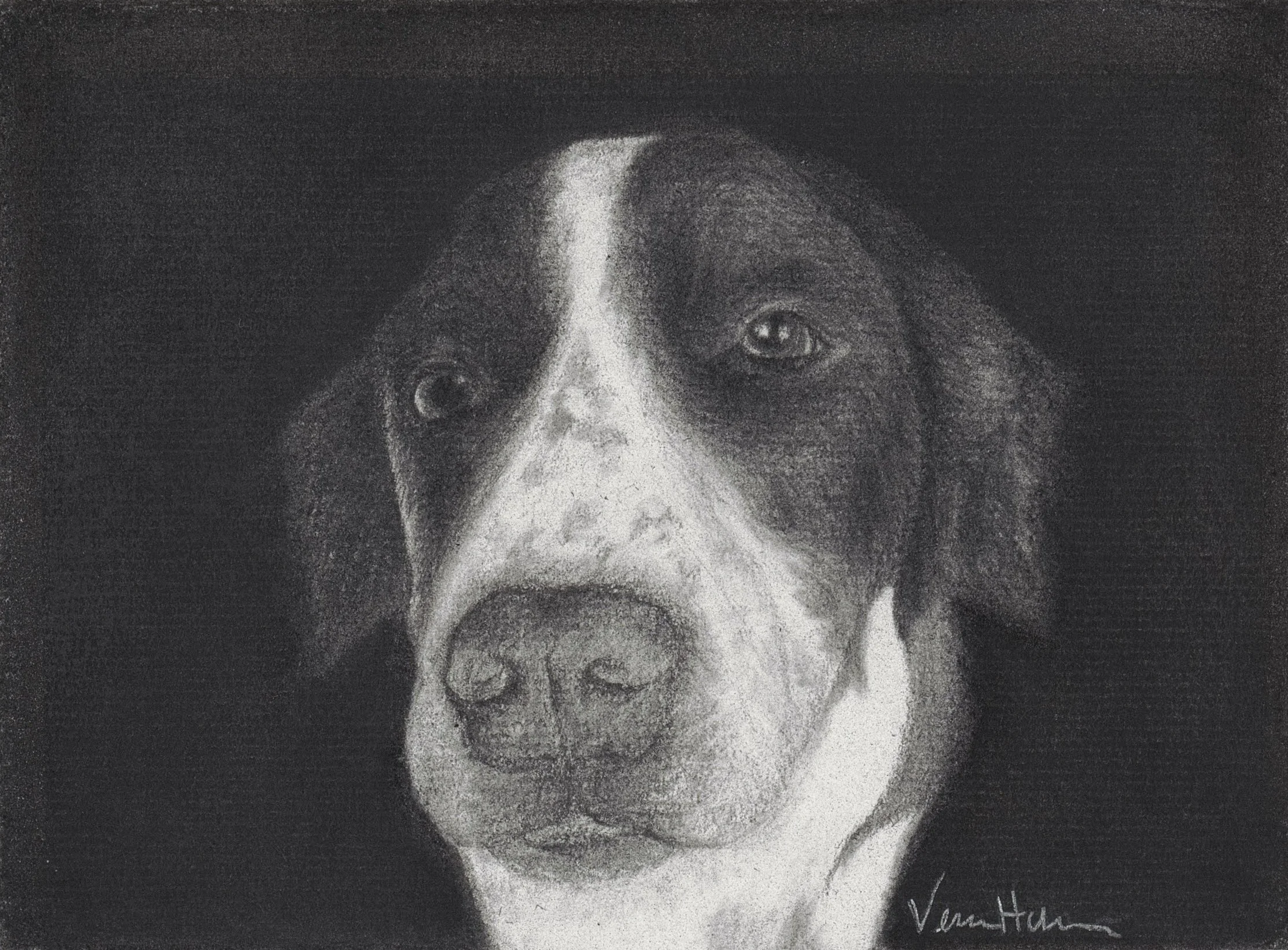 A black and white charcoal drawing of an English springer spaniel dog with long, floppy ears, and fur details on a black background.