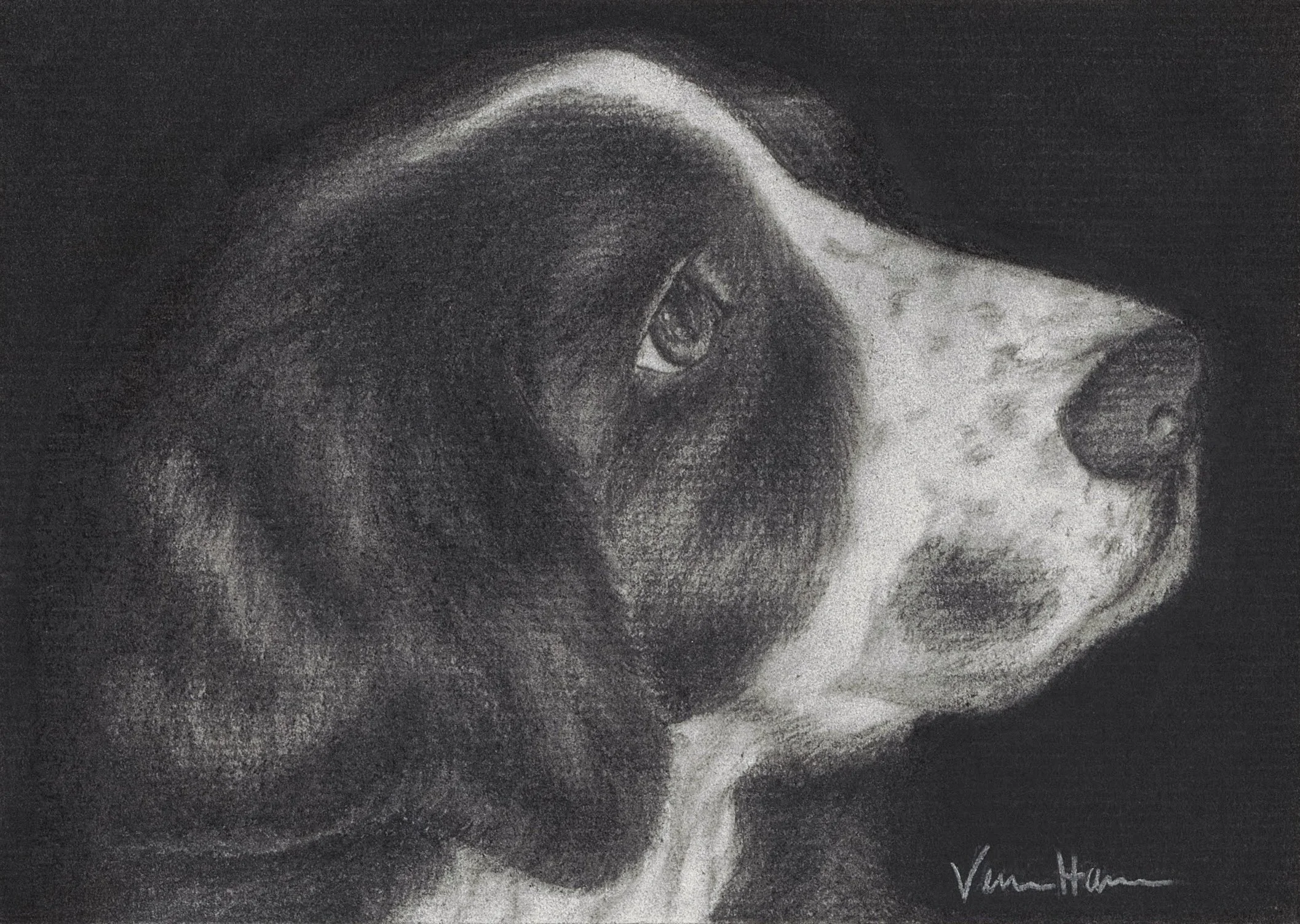 A black and white charcoal drawing of an English springer spaniel dog with long, floppy ears, and fur details on a black background.