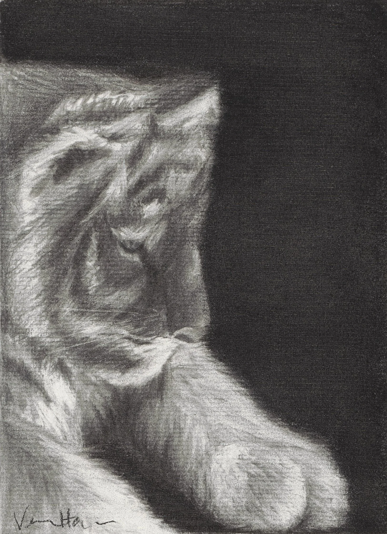 A black and white charcoal drawing of a tiger cub with short hair resting. Tiger is looking down.