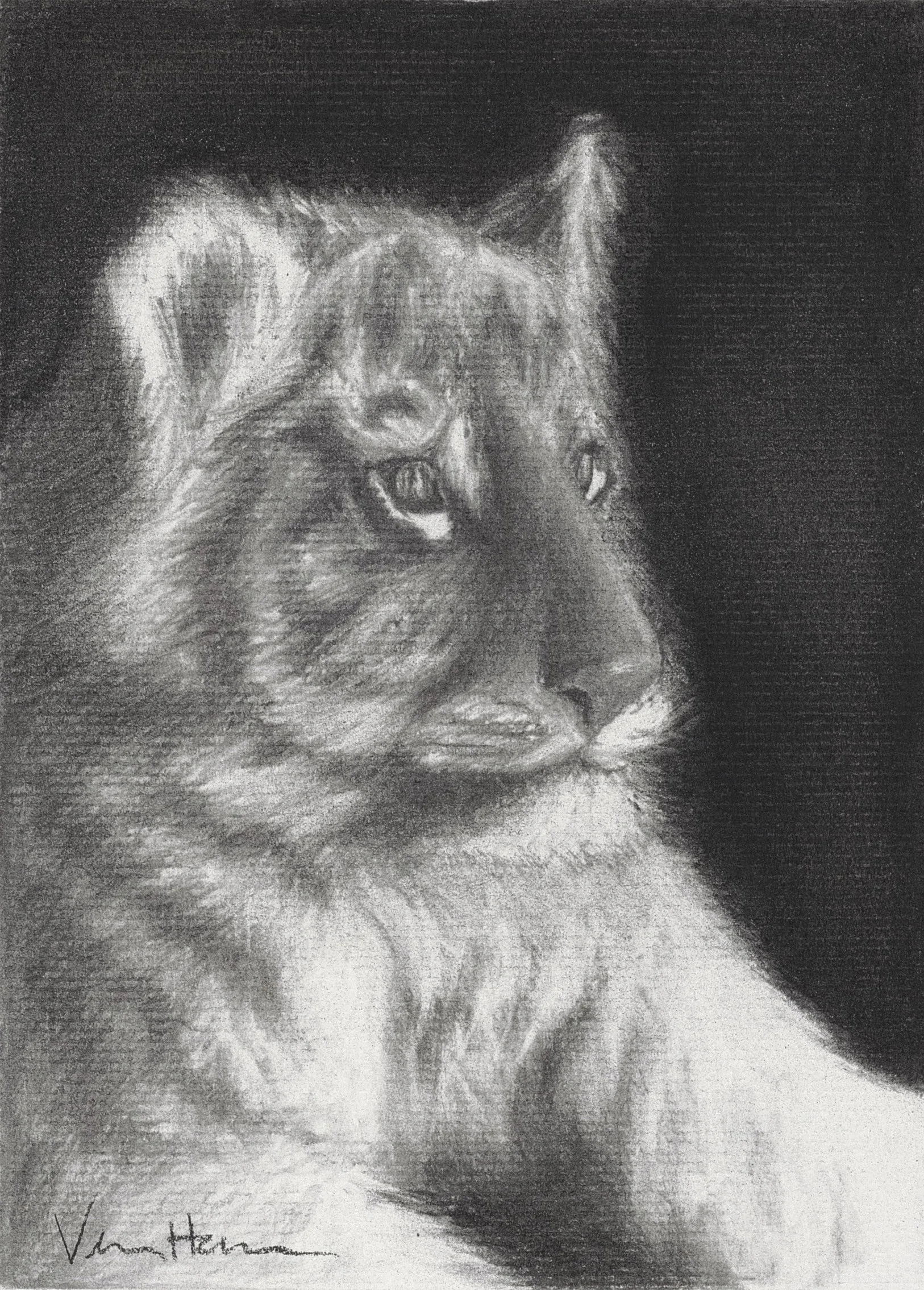 Black and white drawing of a tiger cub's face with a mane. The tiger is looking directly forward with a serious expression.