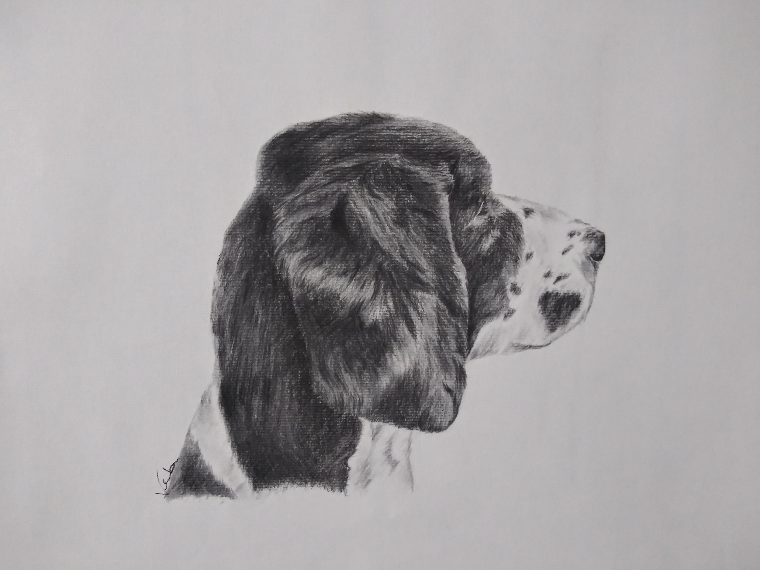 A black and white charcoal drawing of an English springer spaniel dog with long, floppy ears, and fur details on a white background.