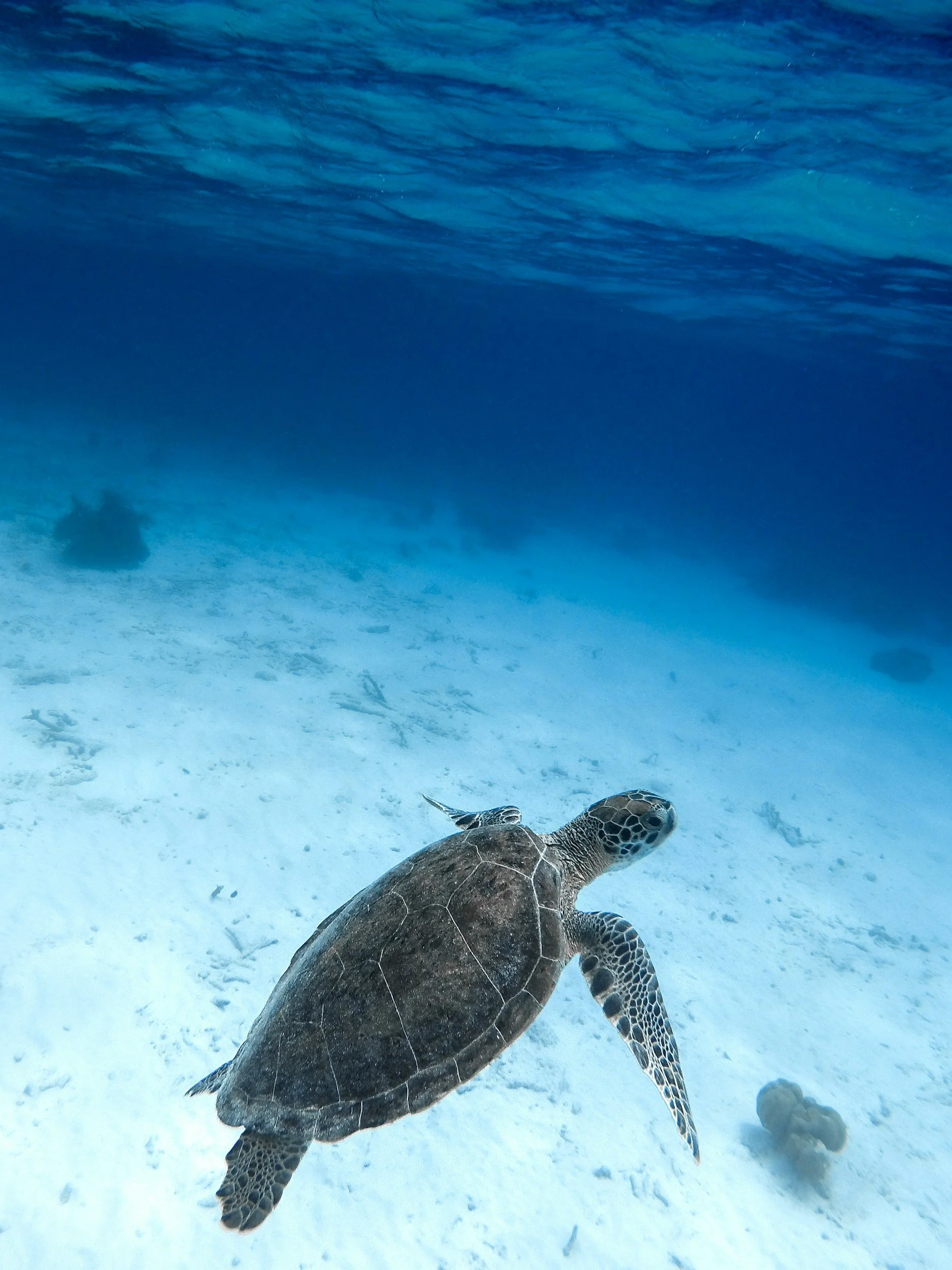 A turtle swimming underwater in clear blue ocean water, with a sandy ocean floor below.