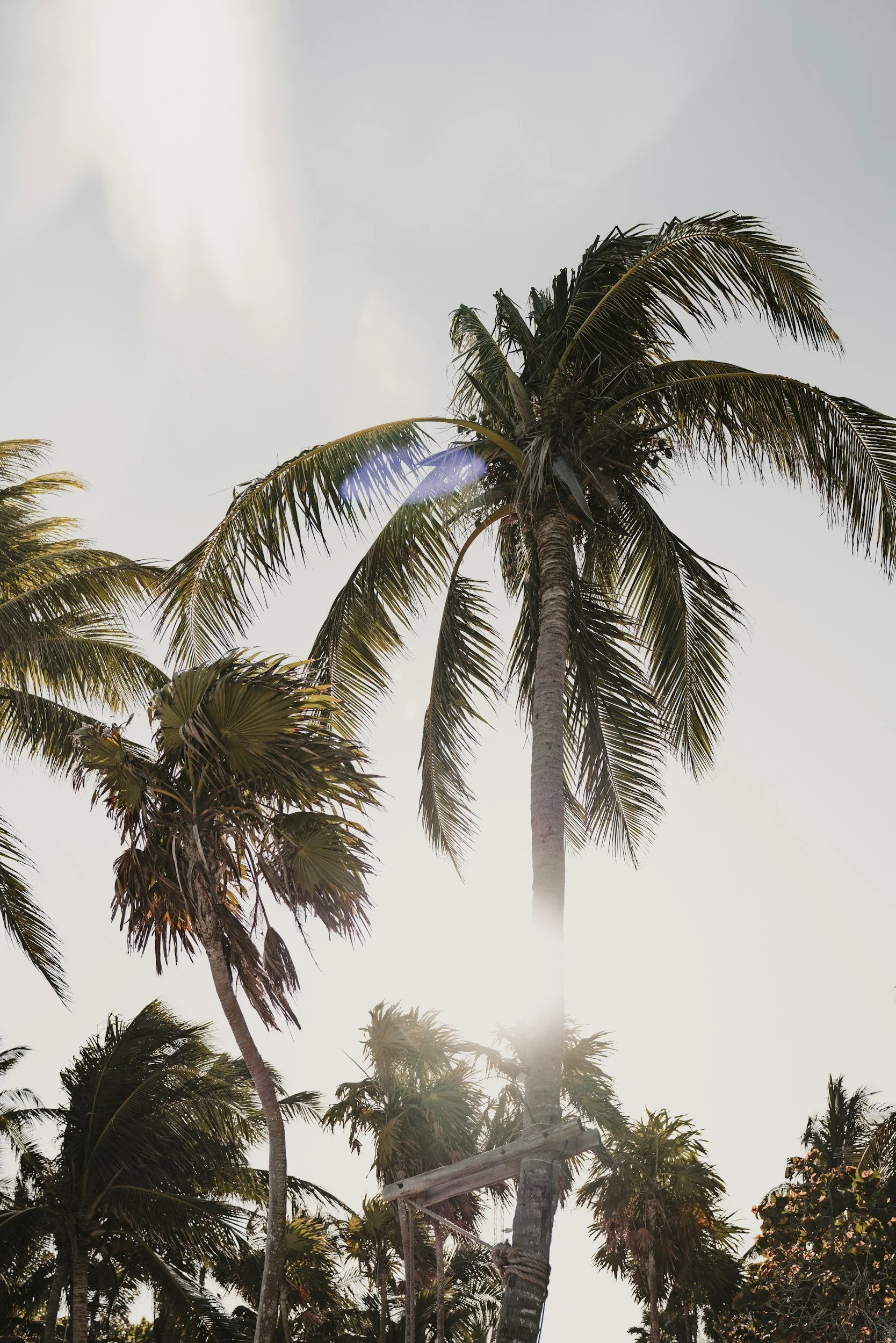 Tall palm trees with green fronds under a bright sky with faint clouds and sunlight.