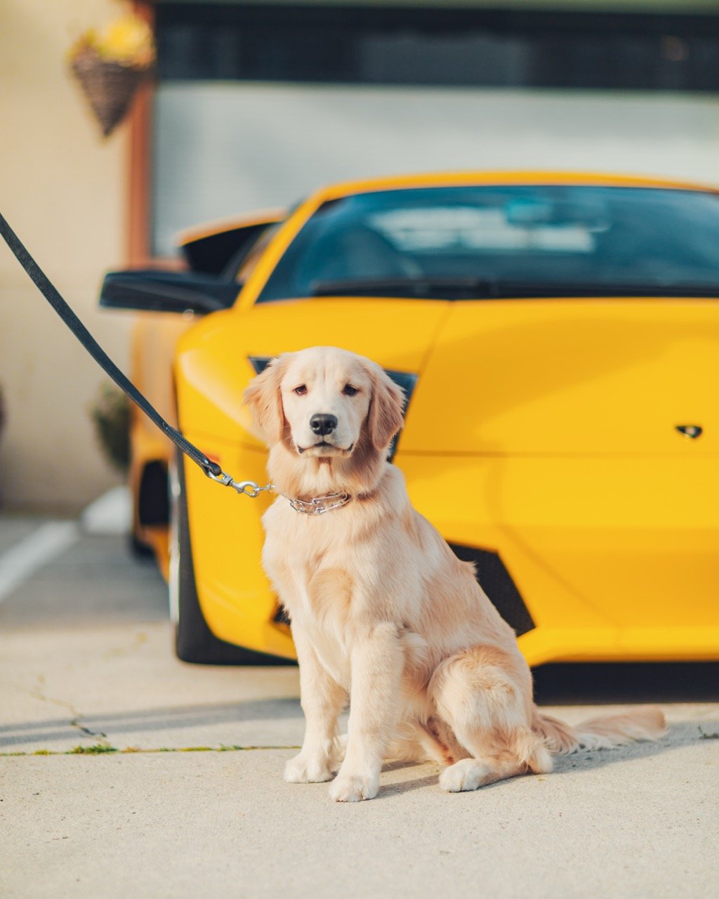 Golden retriever in front of a Lamborghini.