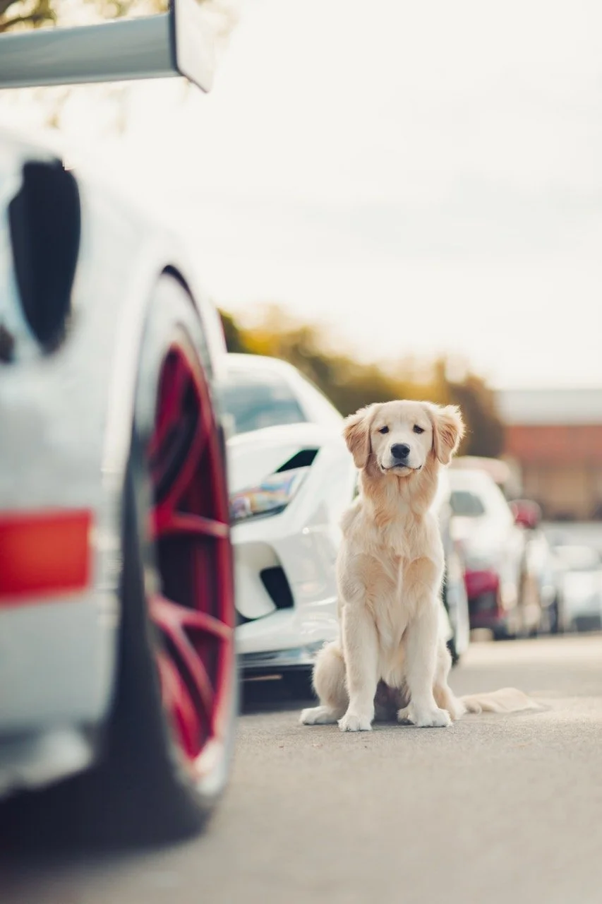 Puppy next to exotic cars.