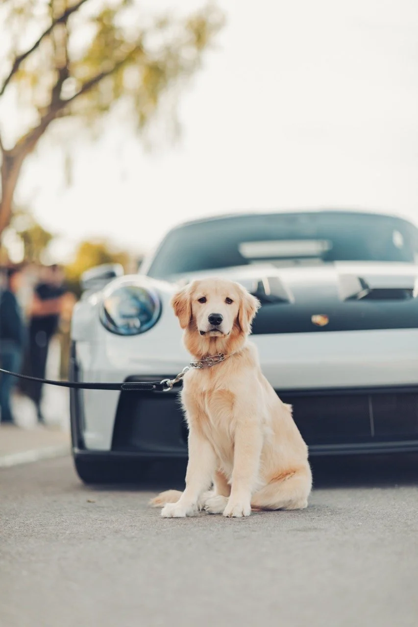 Dog with a Porsche 911 GT3RS.