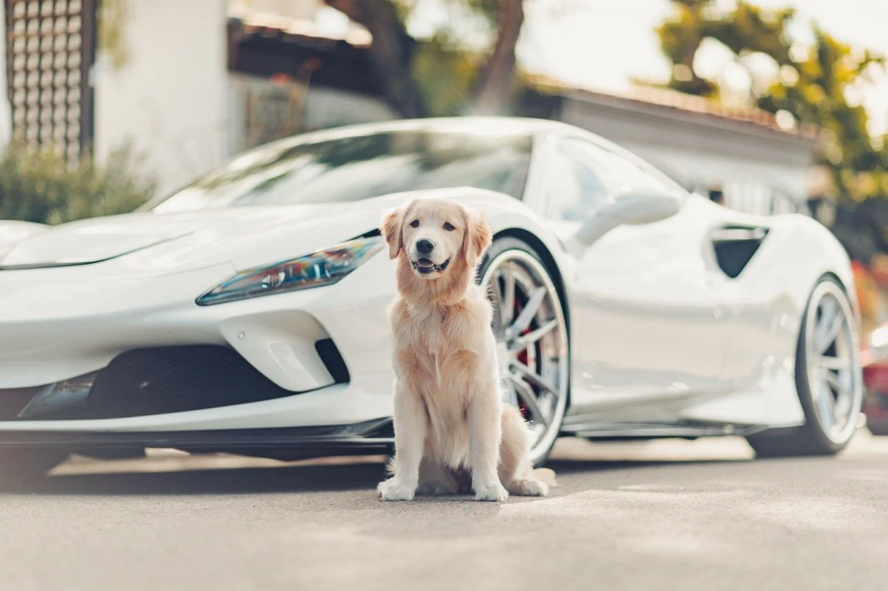 Pet photography in San Diego.