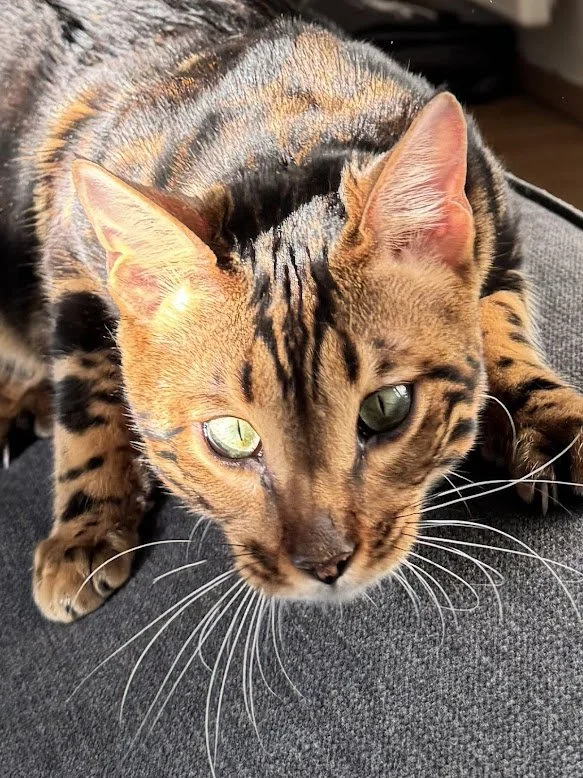 Un chat tacheté allongé sur un coussin gris — bouc Bel-Air, Tiny House
