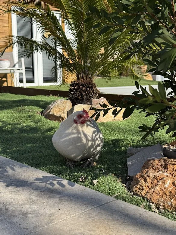 Une poule blanche dans un jardin verdoyant avec des rochers, un palmier et un buisson.