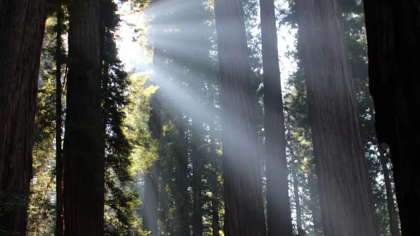 Redwoods