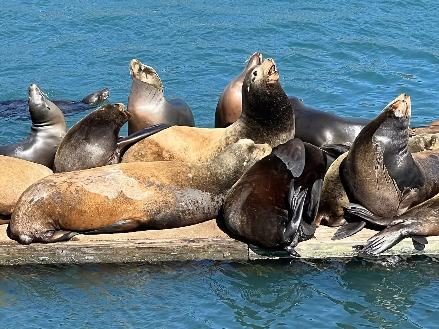 Group of sea lions resting on a wooden dock in the water, some with heads raised and others lying down.