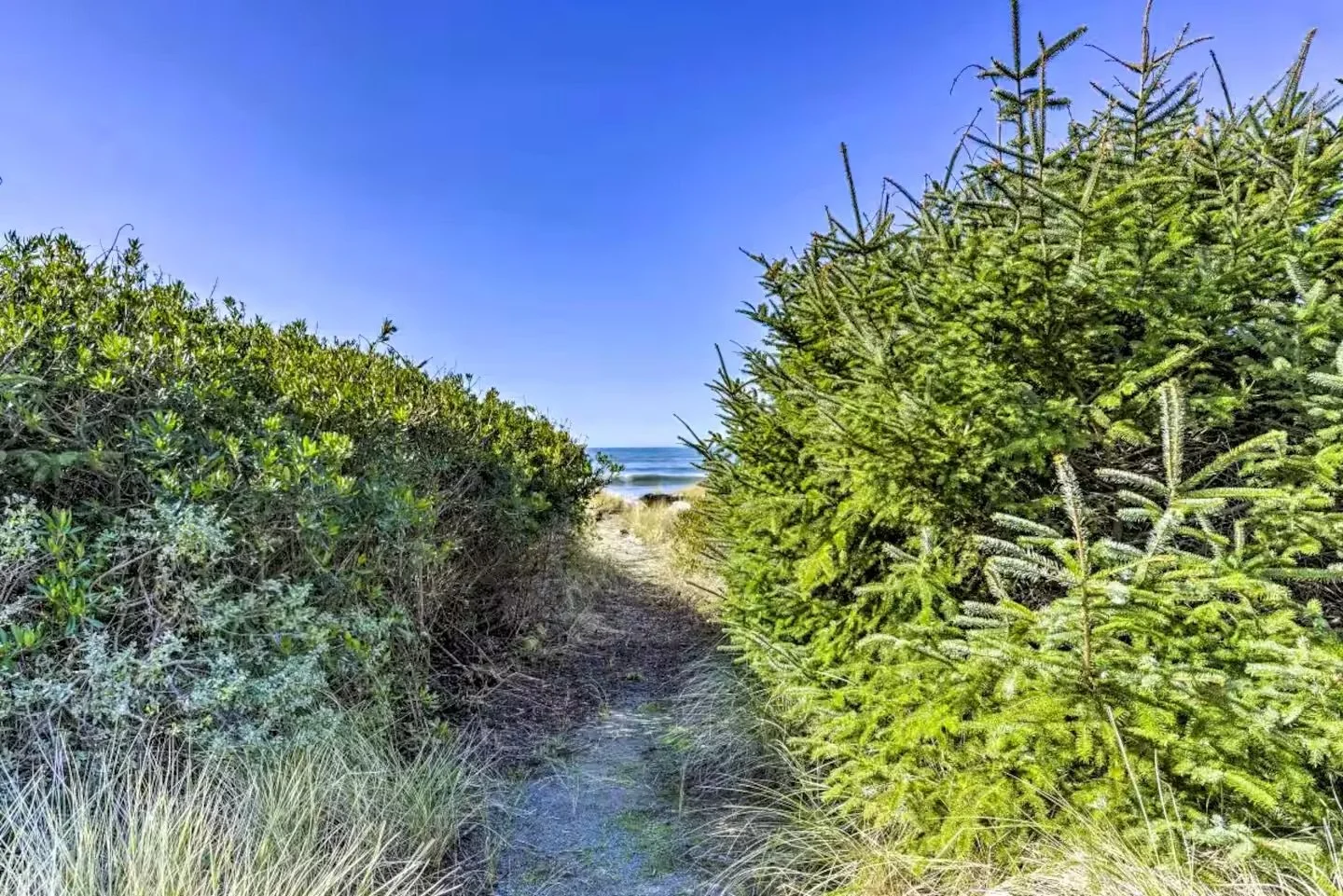 A sandy pathway leads towards the beach, framed by dense green shrubbery and trees on both sides, with the ocean and a clear blue sky in the background.