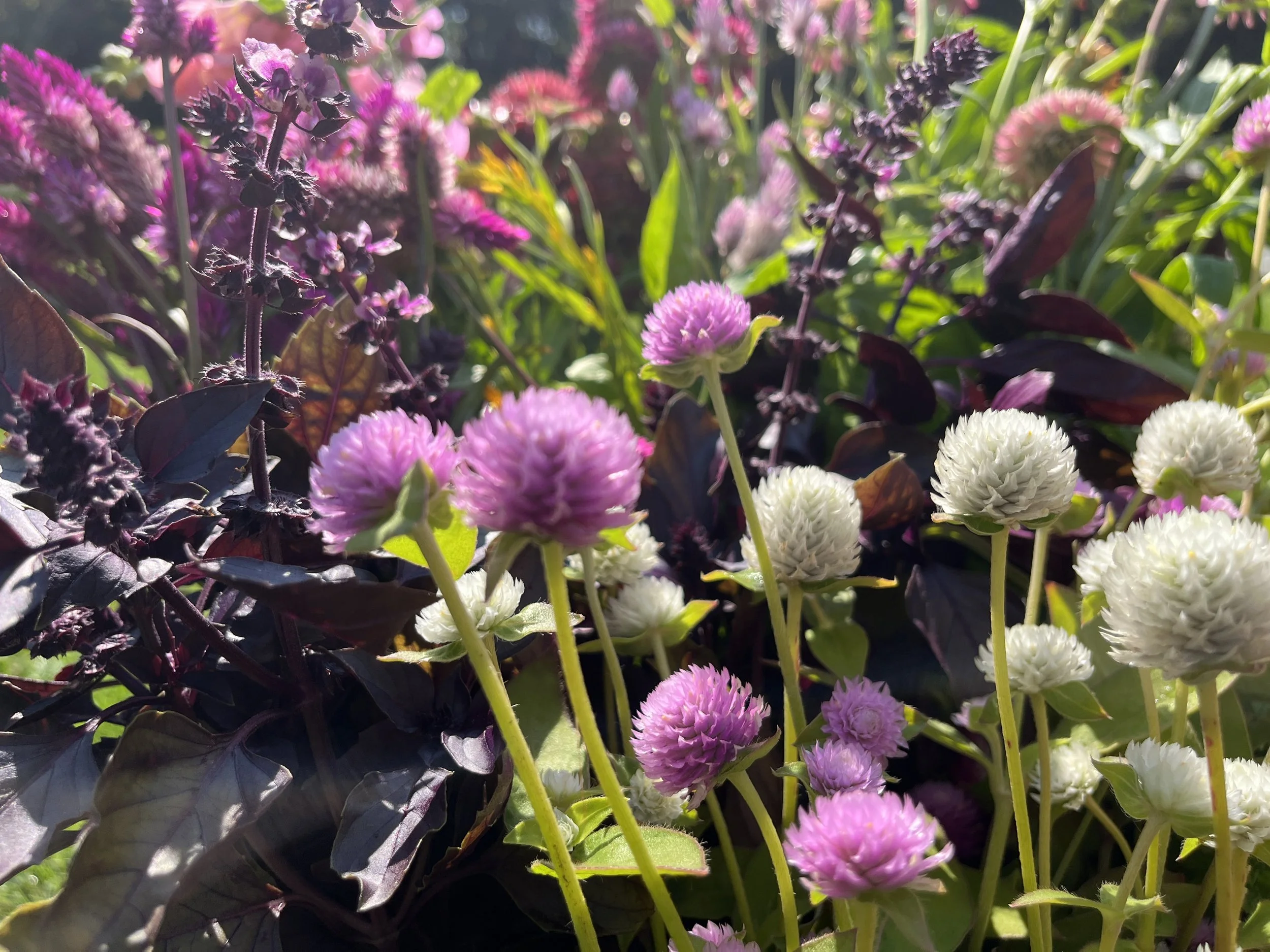 Close-up of pink and white globe amaranth flowers growing in a garden on a sunny day.