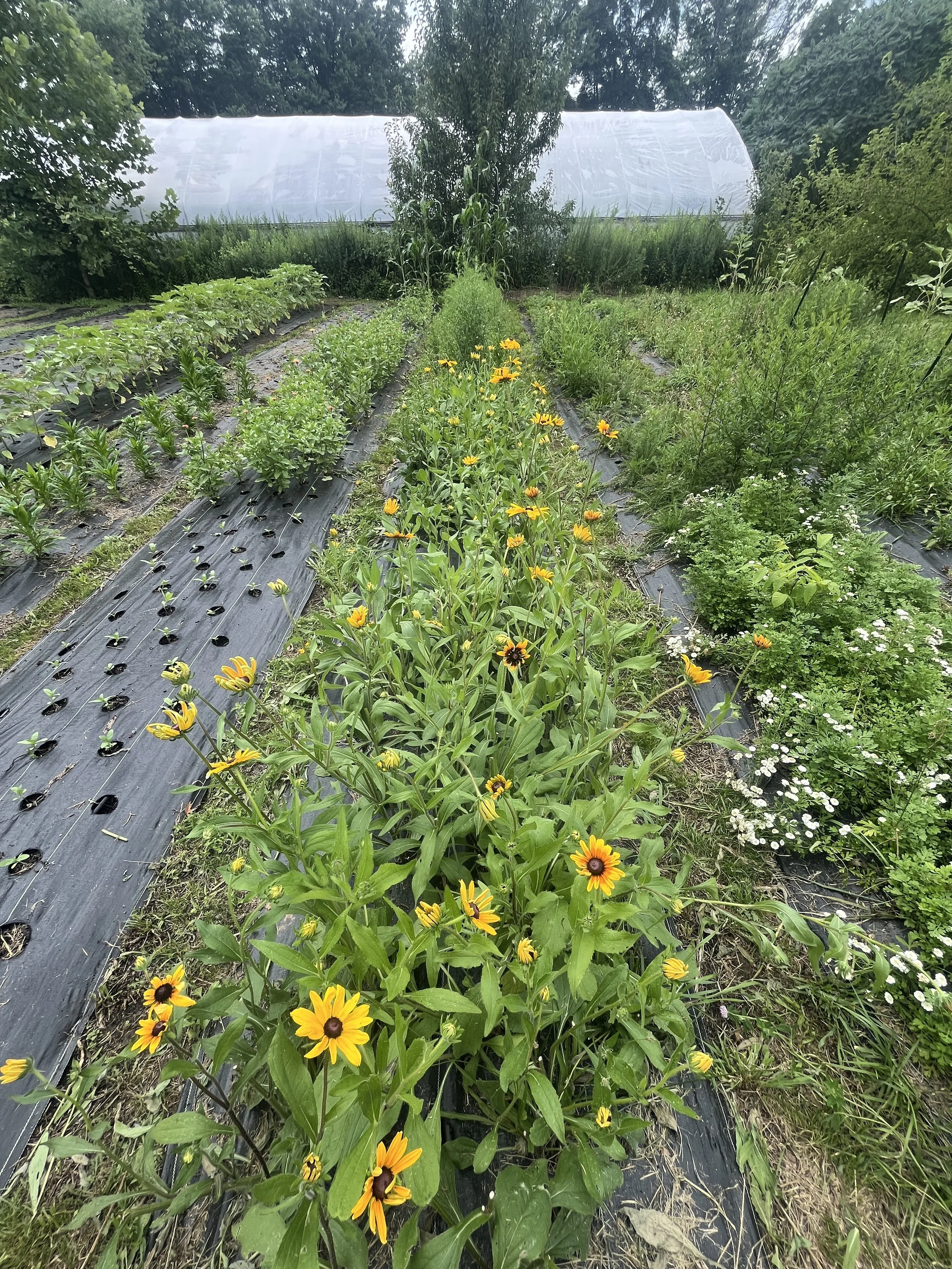 A lush vegetable garden with various green plants and flowers, including yellow flowers in the foreground, covered with black plastic mulch, and a white greenhouse in the background, surrounded by trees.