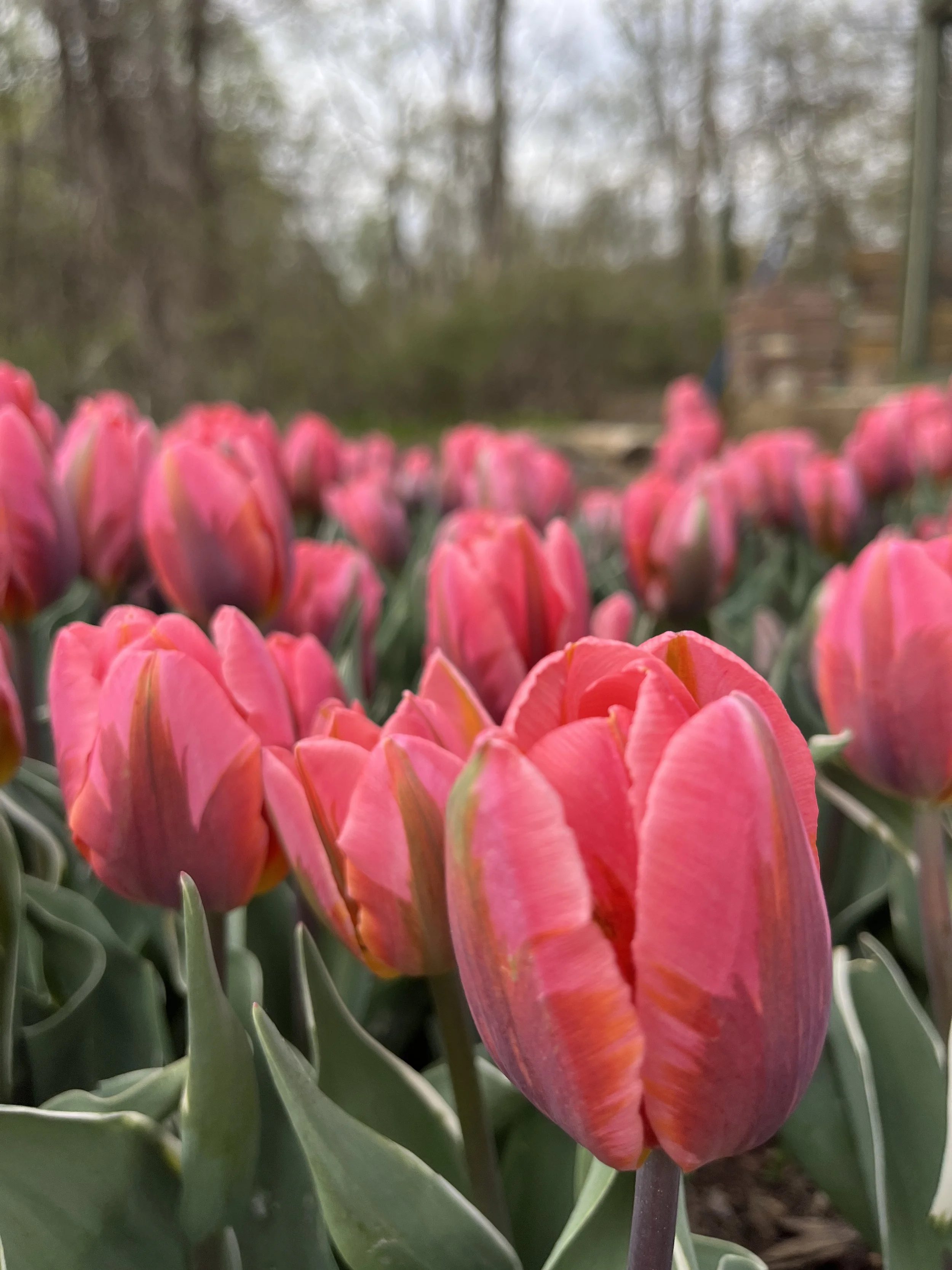 Close-up of pink tulips blooming in a garden with a blurred background of trees and a wooden structure.