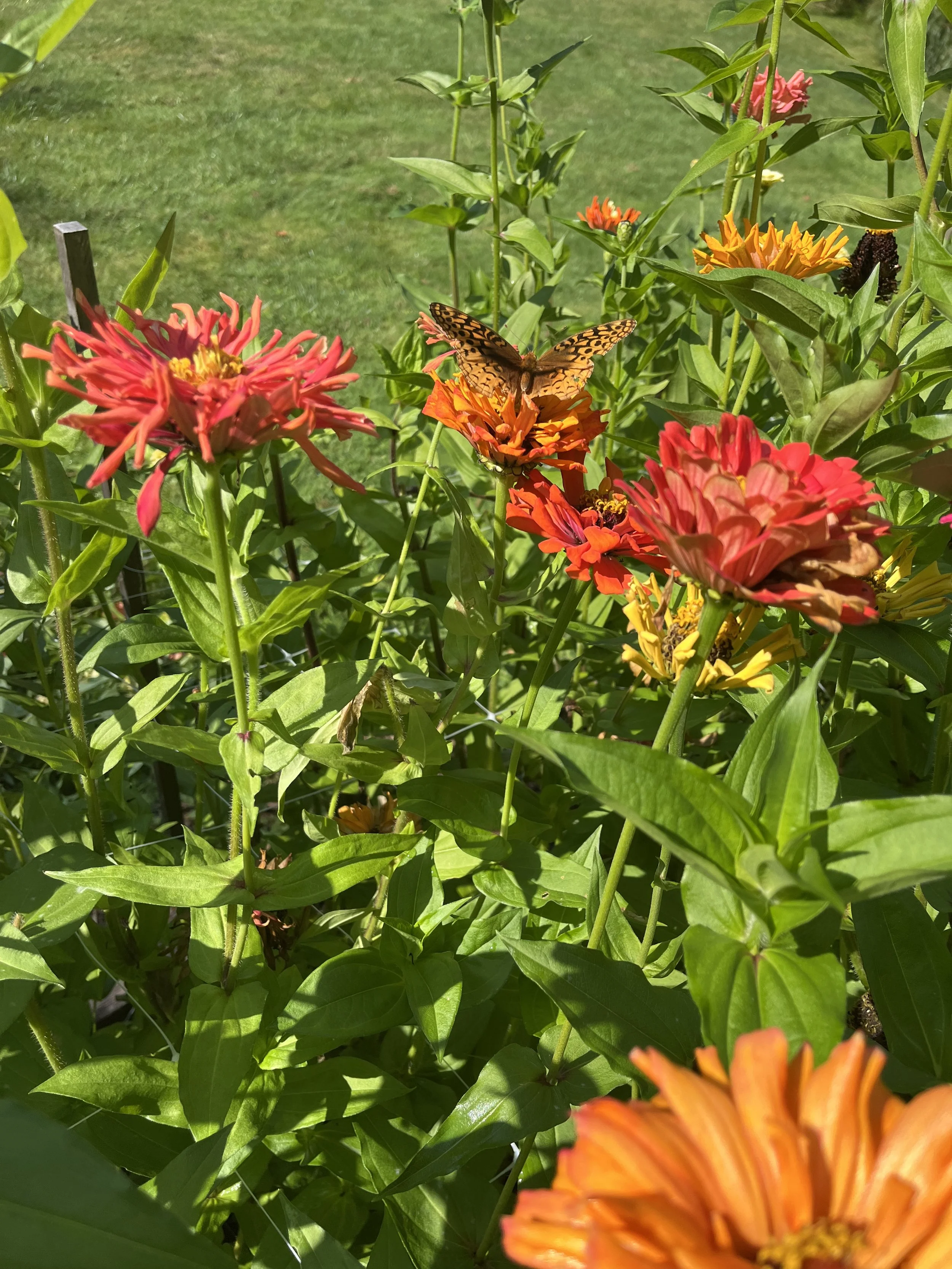 Close-up of colorful flowers and a butterfly on a flower in a garden.