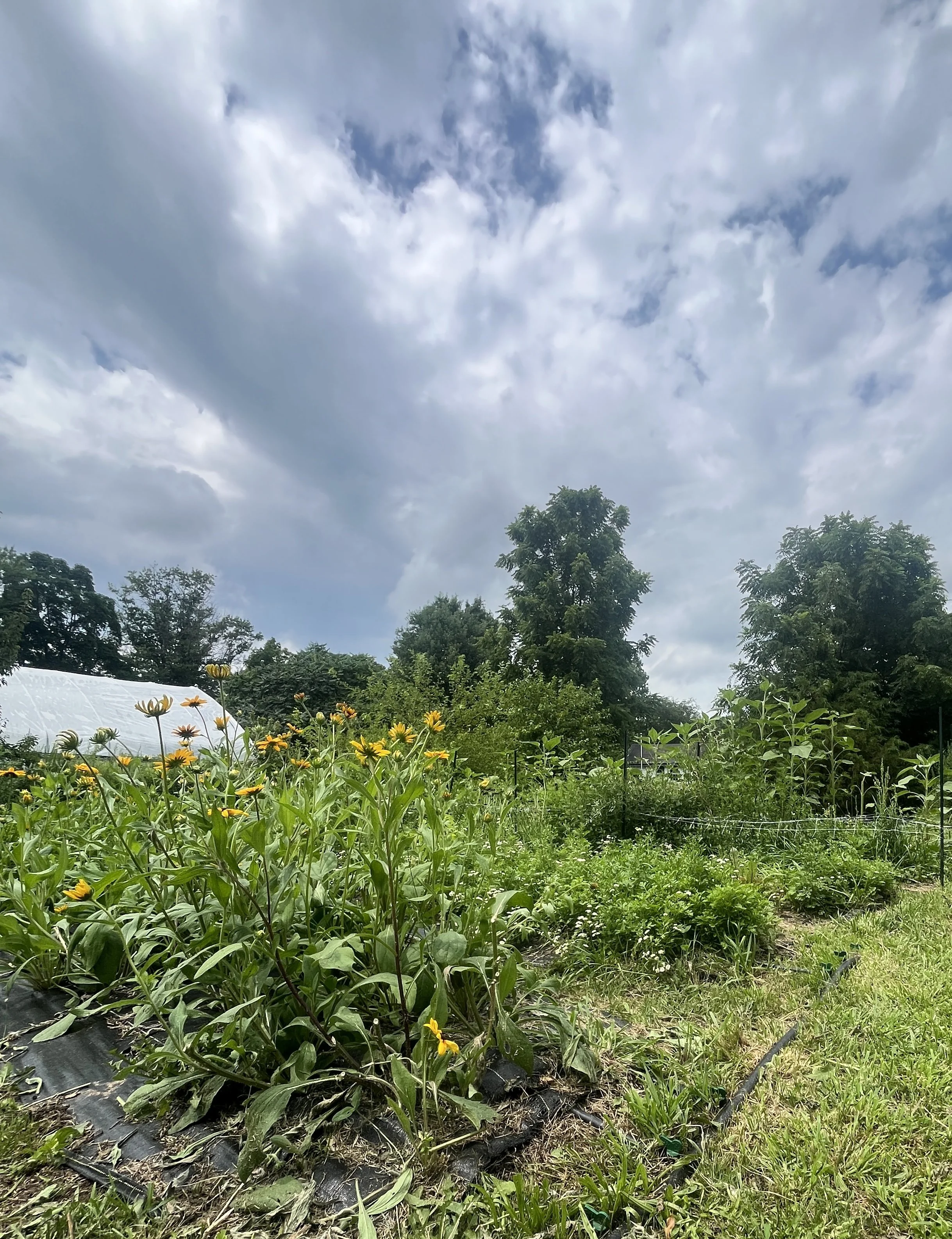 A garden with yellow flowers and green plants, trees in the background, and a semi cloudy sky overhead.