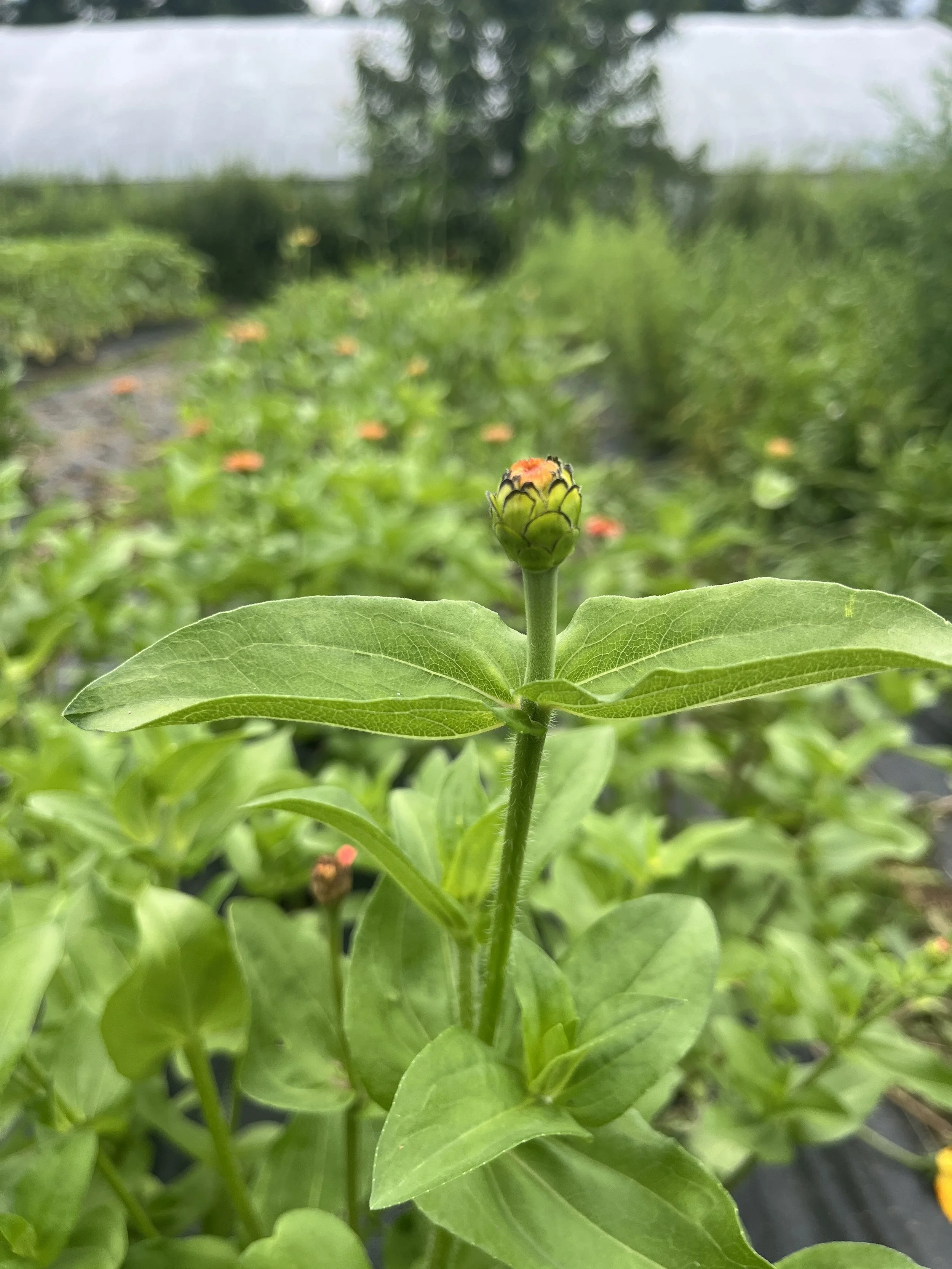 A close-up of a small flower bud with pale yellow and reddish-orange petals, surrounded by green leaves, in a garden or nursery setting.