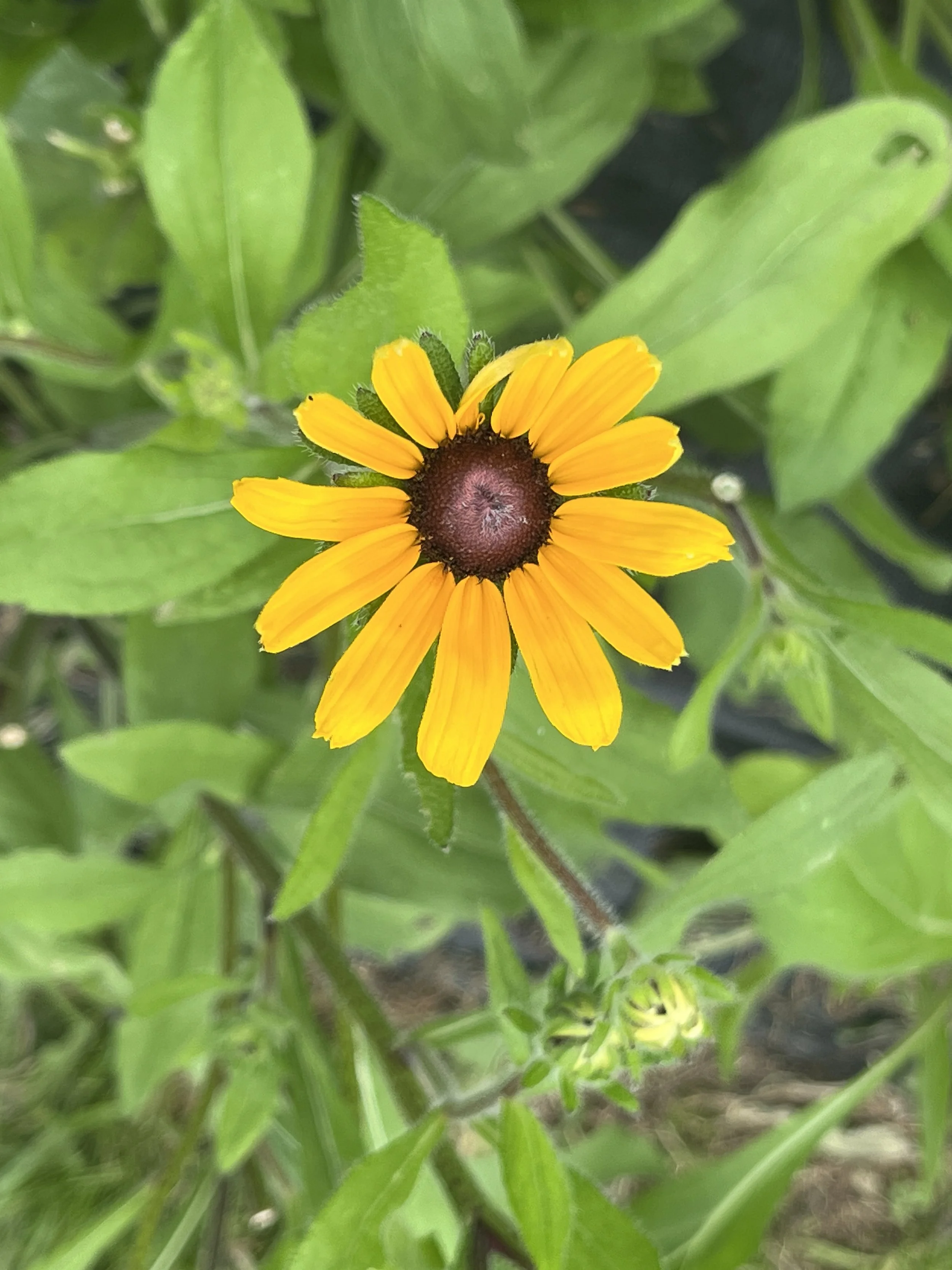 A yellow flower with a dark brown center surrounded by green leaves and stems.