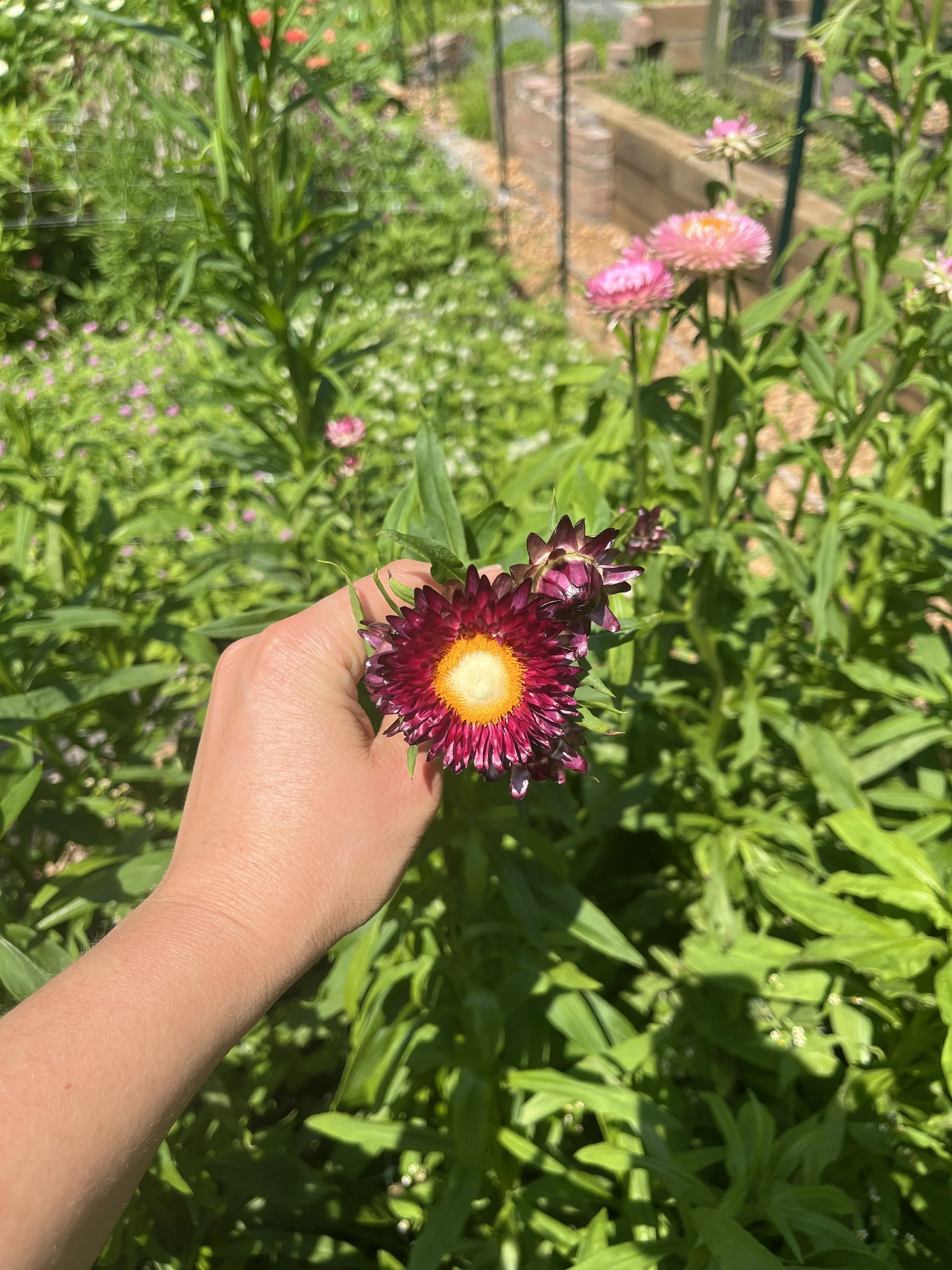 A hand holding a purple and yellow flower in a garden with green plants and pink flowers in the background.