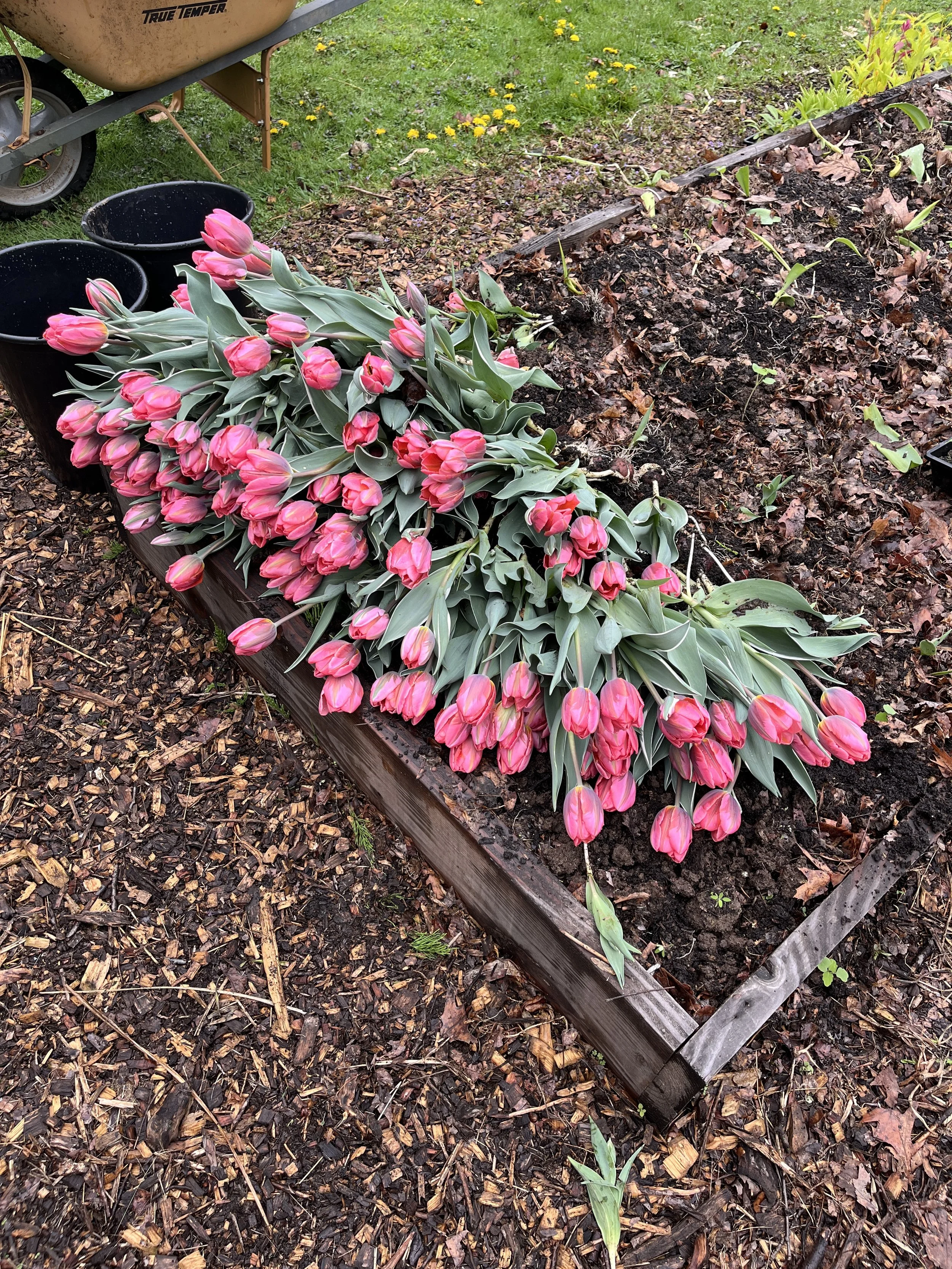 Bucket of Blooms - Medium