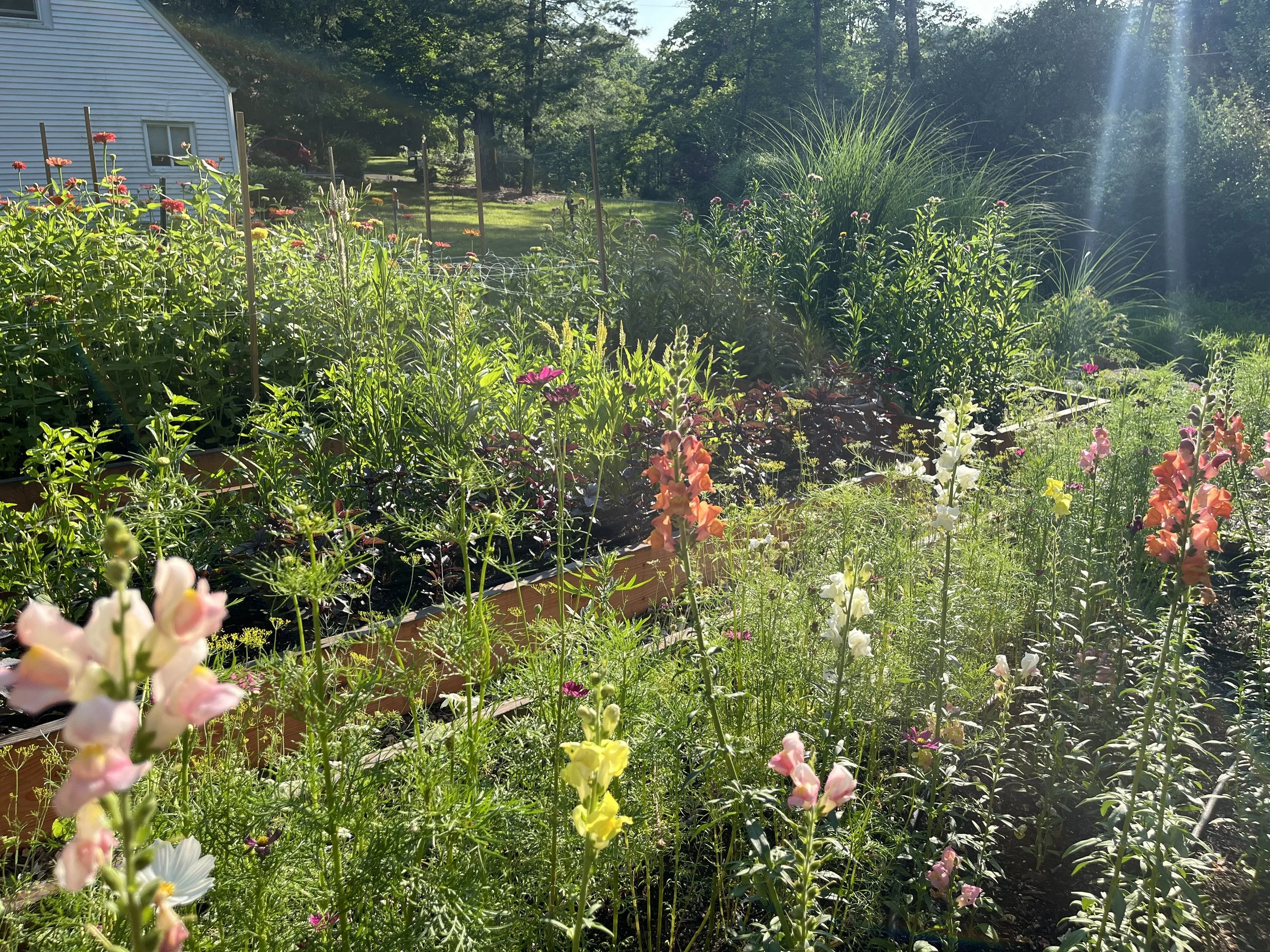 A garden with various colorful flowers and green plants, with a house and trees in the background, illuminated by sunlight.