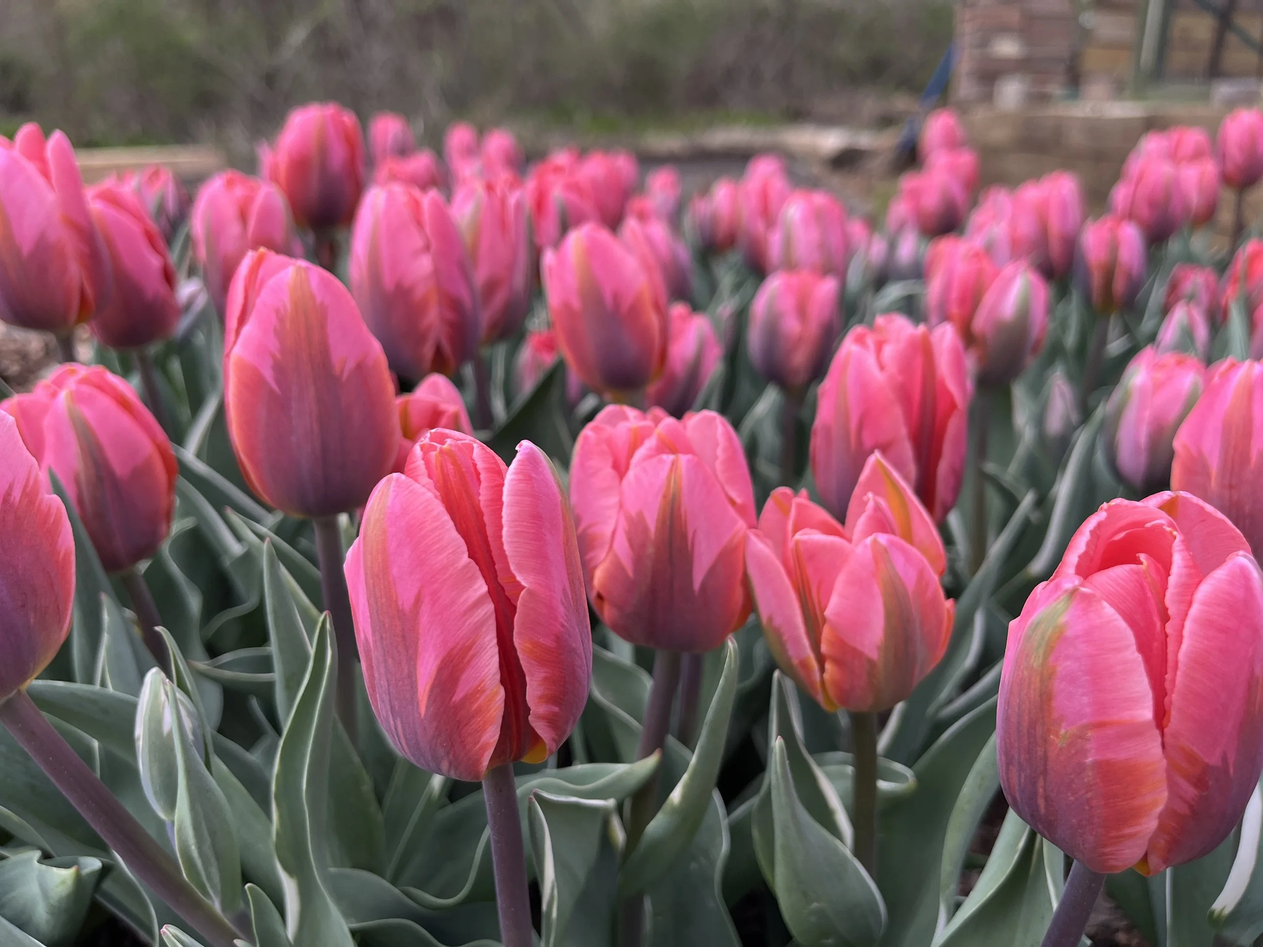 Close-up of numerous pink tulip flowers with green stems and leaves, set outdoors on a cloudy day, with a blurry background of trees and structures.