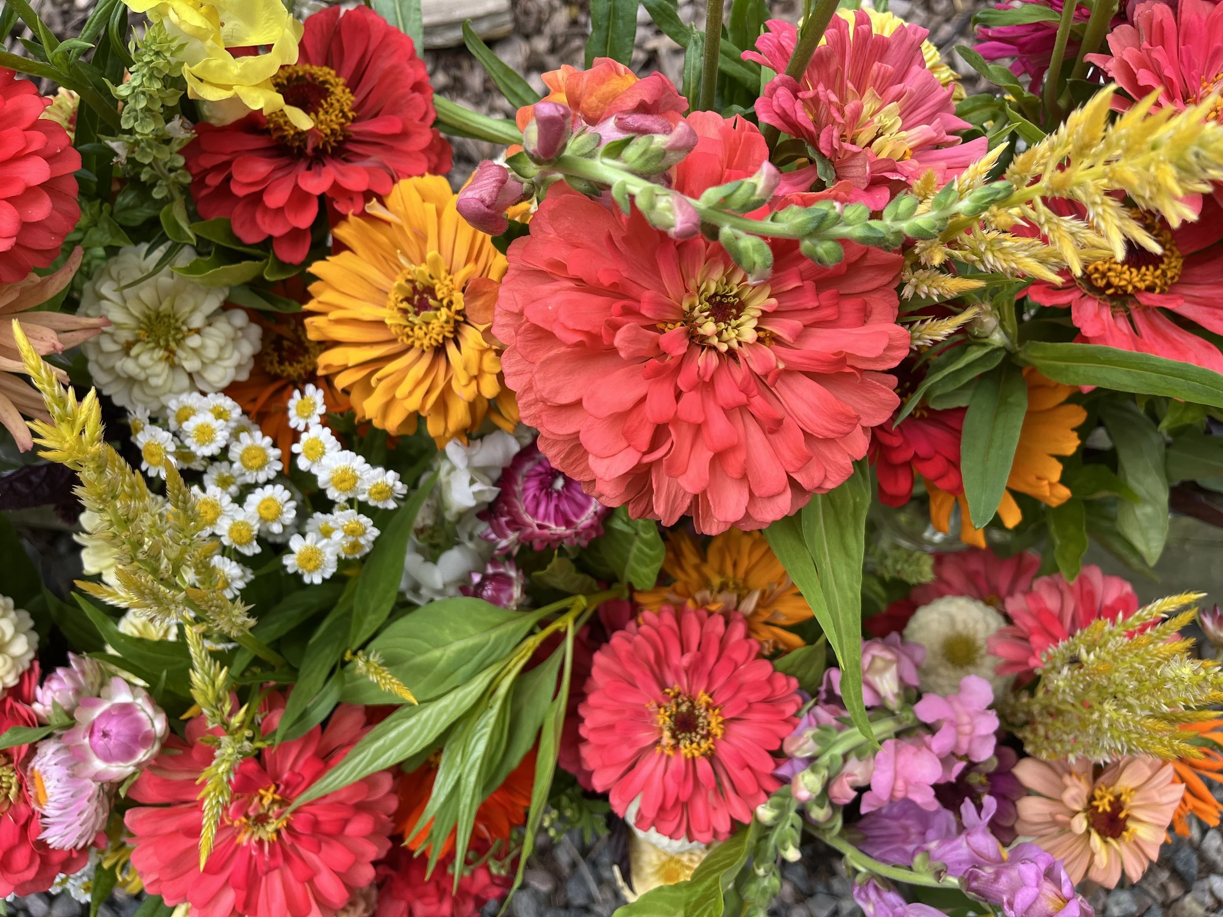 A colorful bouquet of various flowers including zinnias, daisies, and other small blossoms in shades of pink, red, yellow, white, and purple, with green leaves interspersed.