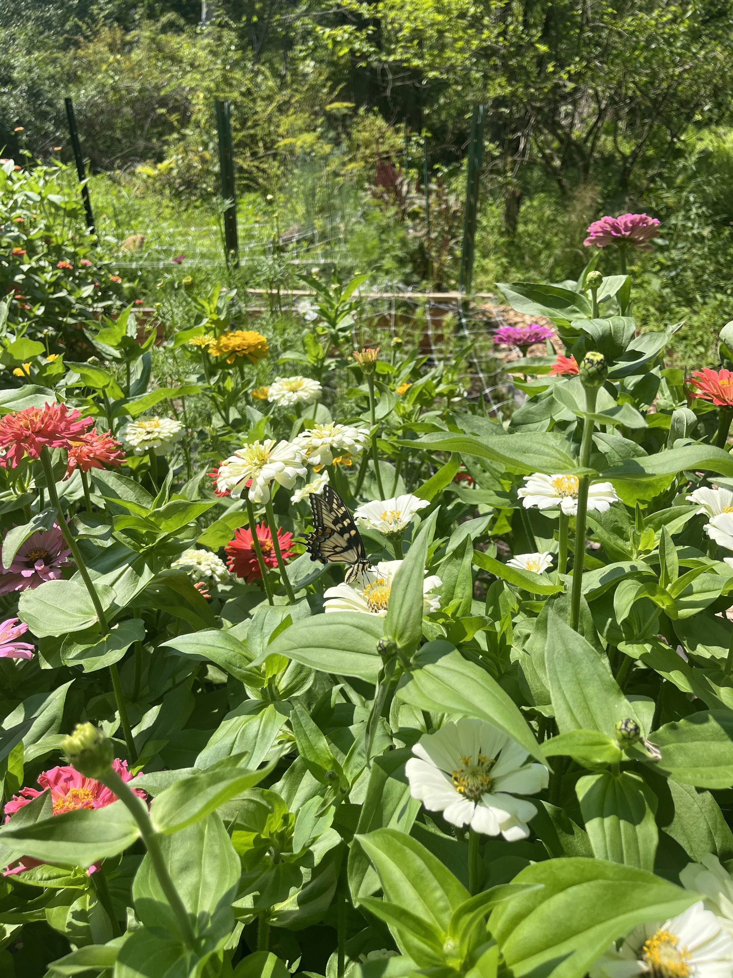 A lush garden with various colorful flowers and green foliage, with a butterfly perched on a white flower in the foreground.