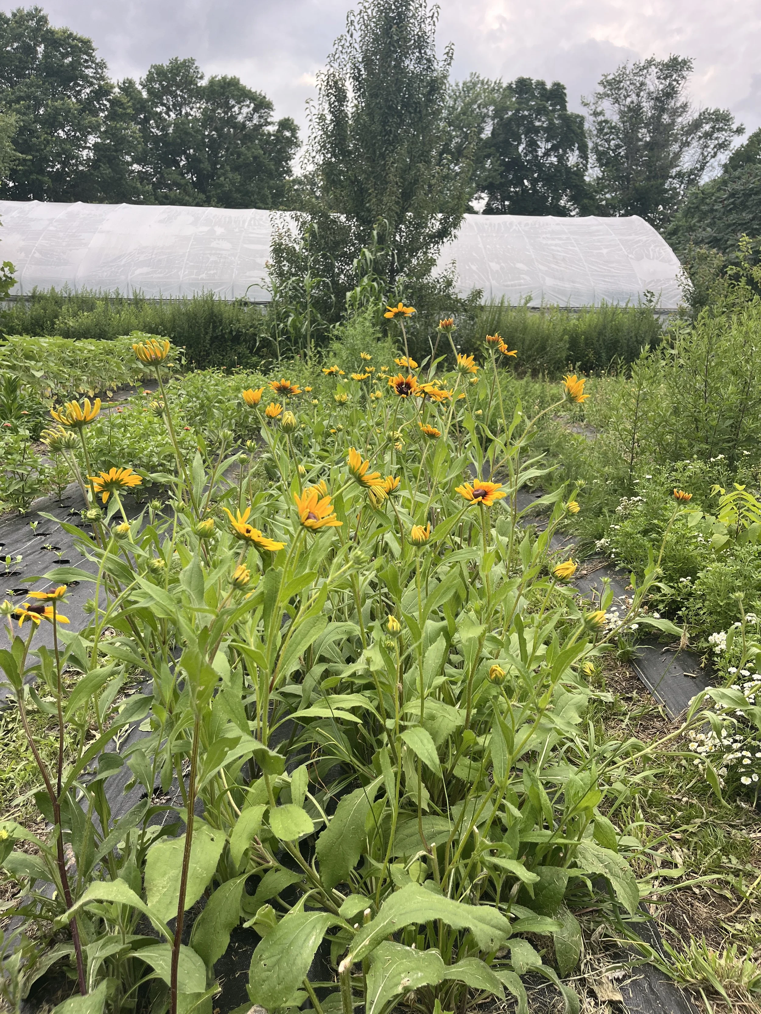 A garden with yellow flowers in the foreground, surrounded by green plants and foliage, in front of a white greenhouse with a cloudy sky overhead.