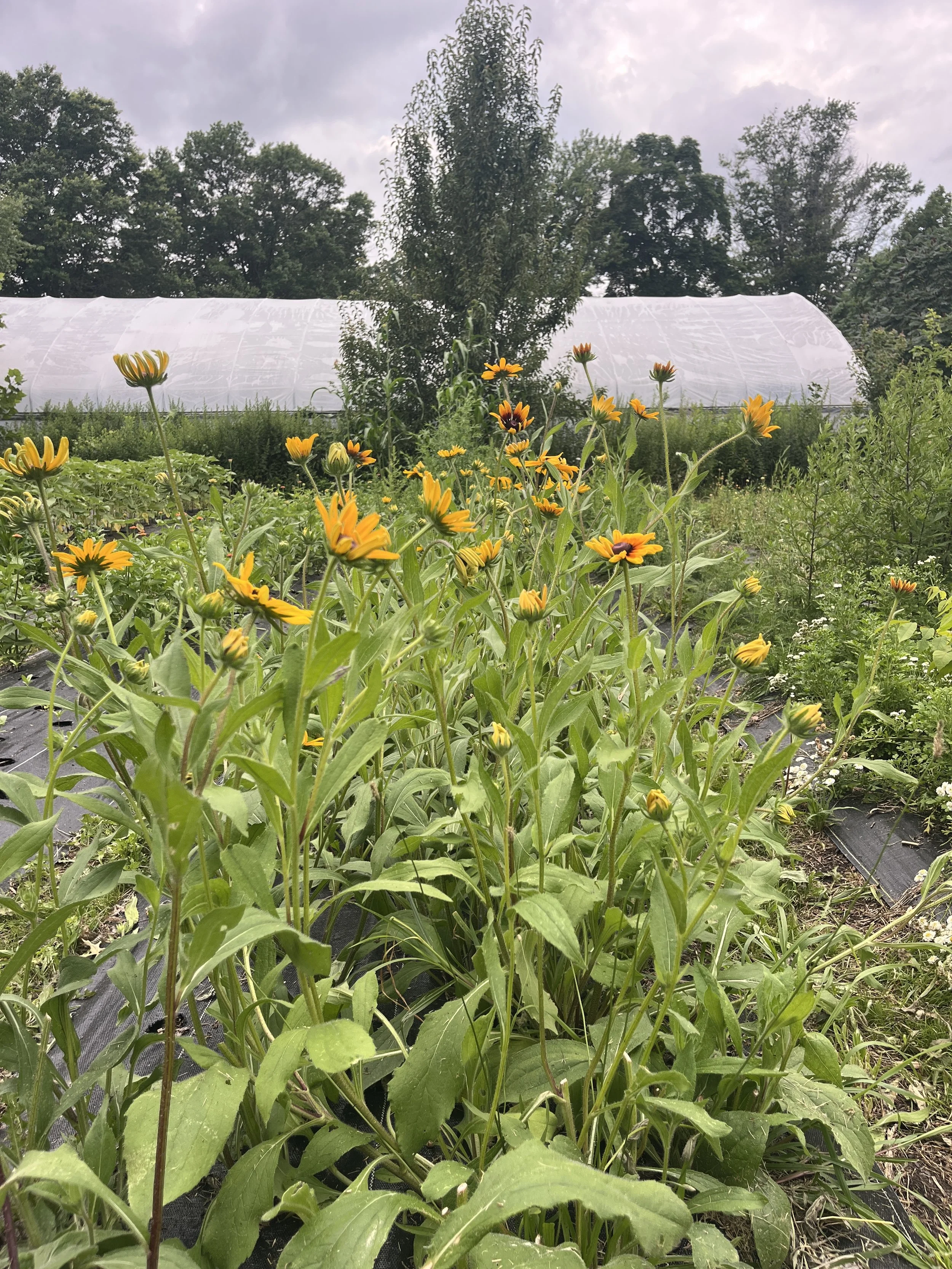 A garden with yellow flowers in the foreground and a large green house covered with white plastic in the background, surrounded by trees and a cloudy sky.
