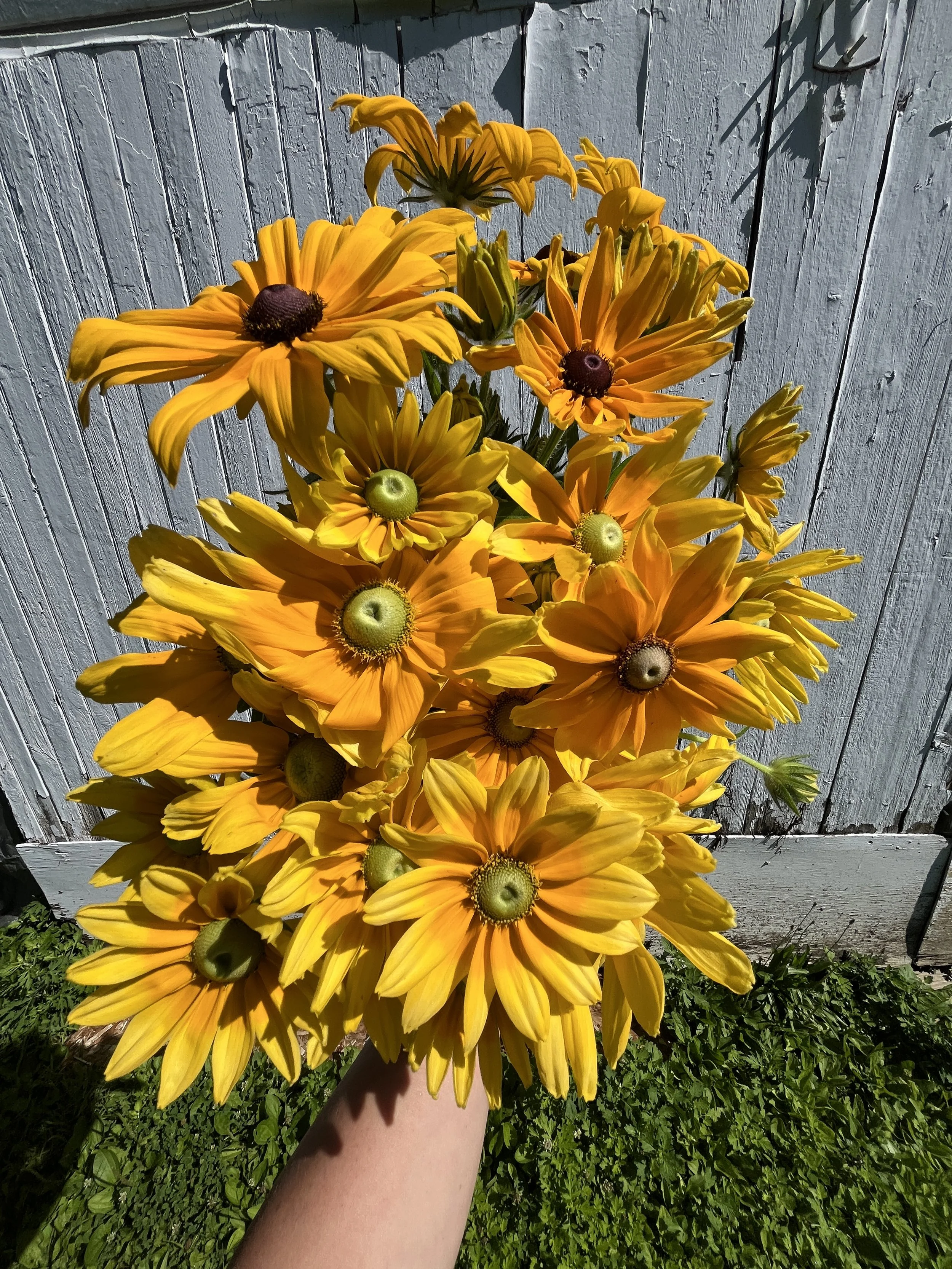 Close-up of a bouquet of yellow flowers, possibly daisies or black-eyed Susans, with a gray wooden fence in the background and green grass at the bottom.