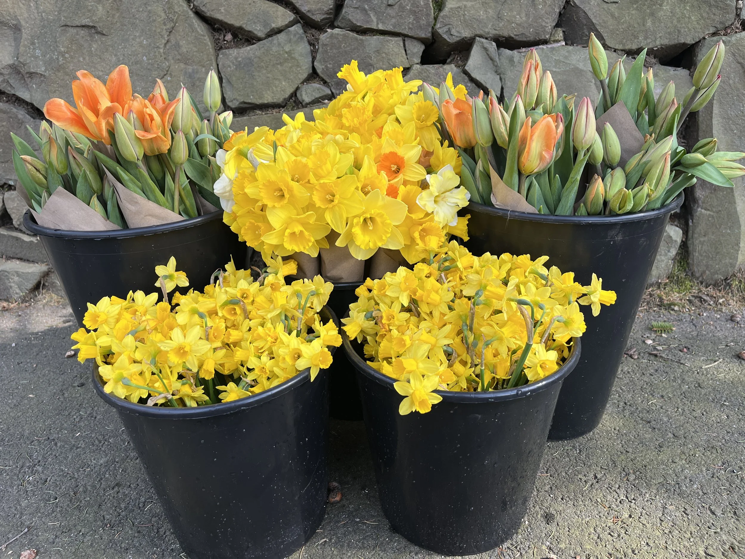 Bucket of Blooms - Large