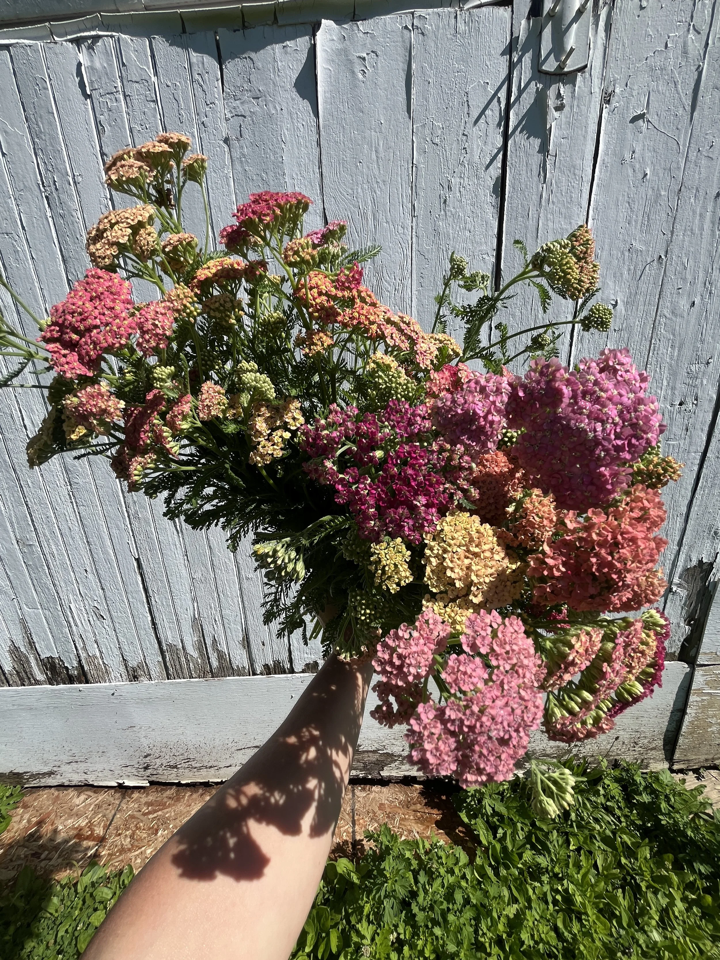 A person's arm holding a colorful bouquet of flowers with pink, yellow, and orange blossoms in front of a weathered, white wooden fence outdoors.