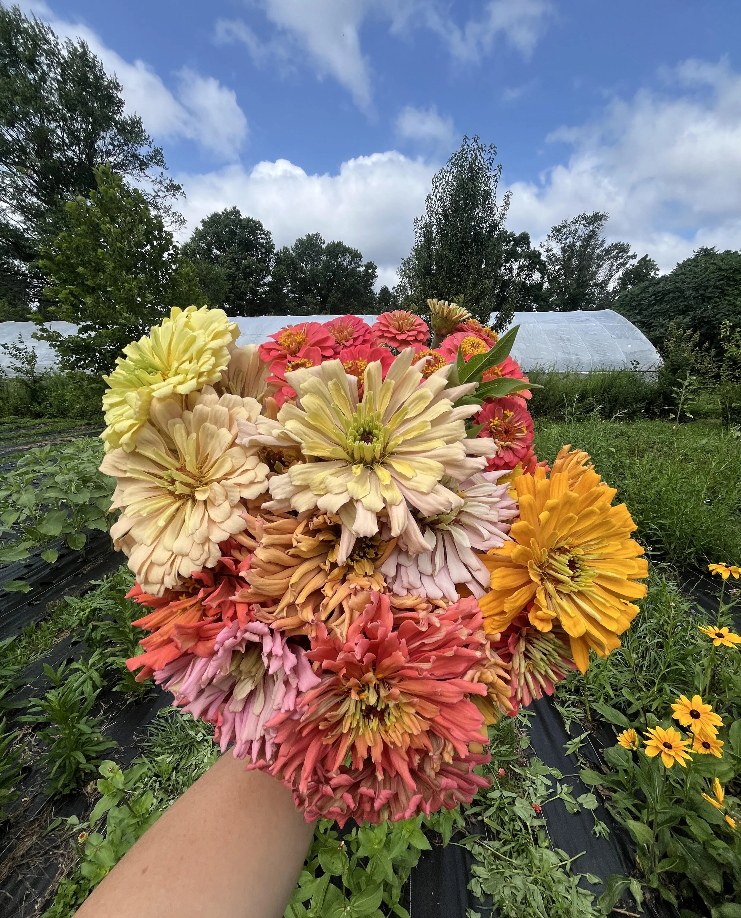 A person's arm holds a large bunch of vibrant pink, yellow, and peach flowers in a garden or farm setting, with greenery, black plastic covering on the ground, trees in the background, a blue sky with scattered clouds, and small yellow flowers nearby.