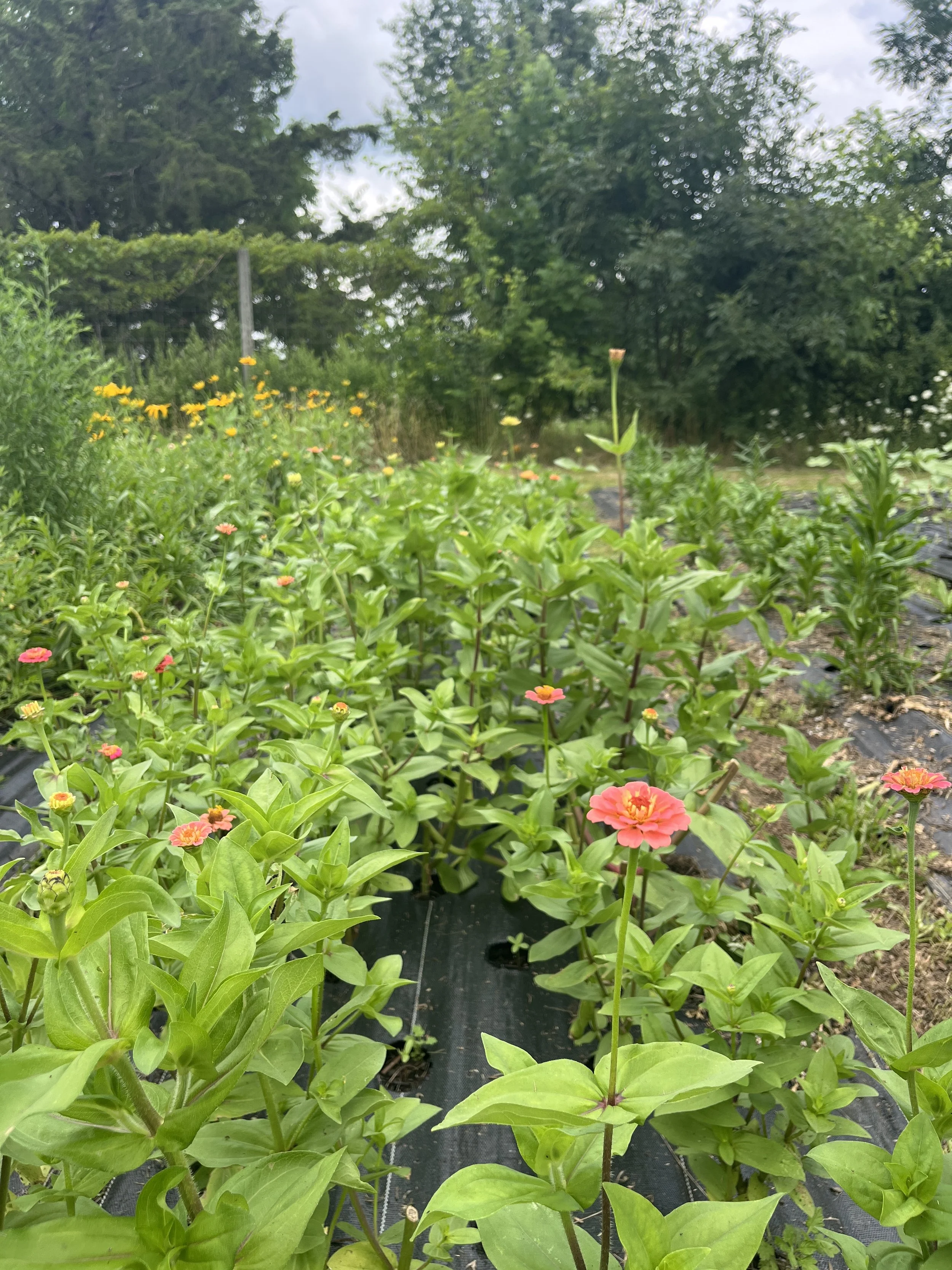Rows of pink and yellow zinnia flowers growing in a garden bed with green leafy plants and trees in the background.