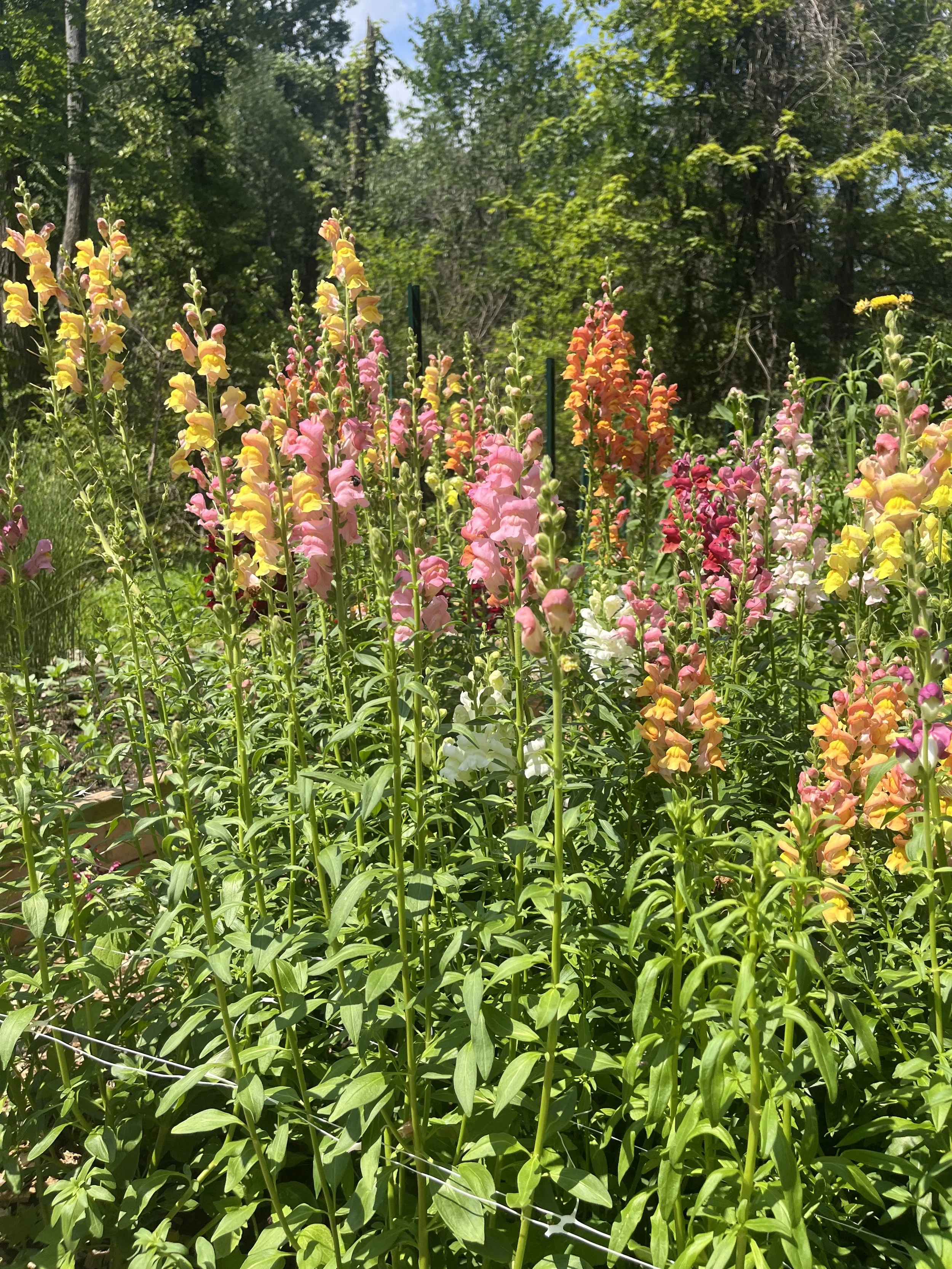 Colorful snapdragons in a garden with a backdrop of trees and blue sky.