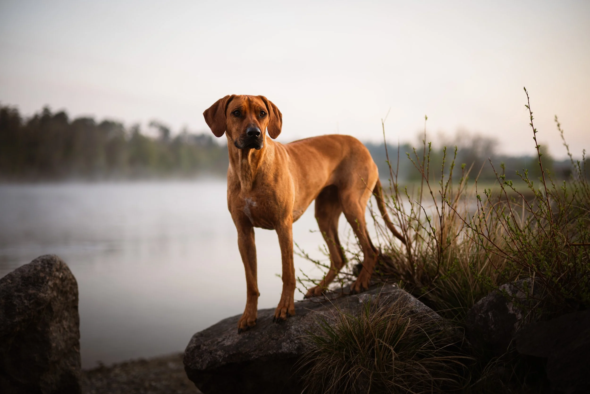 Ein brauner Hund steht auf Felsen am Wasser, umgeben von Natur, bei Sonnenaufgang oder -untergang.