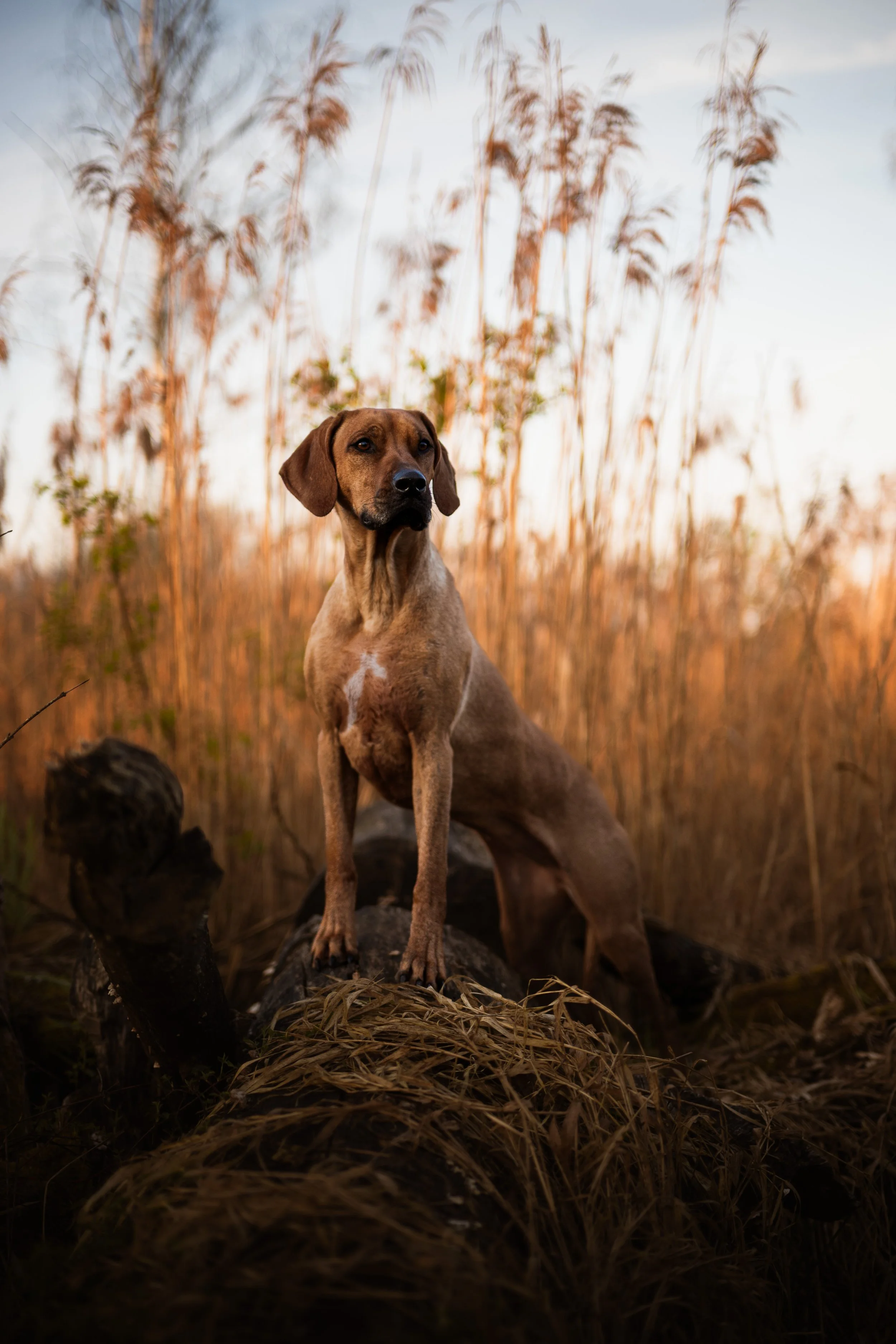 Ein brauner Hund mit schwarzen Augen sitzt vor einem Feld mit hohen, goldbraunen Gräsern bei Sonnenuntergang.