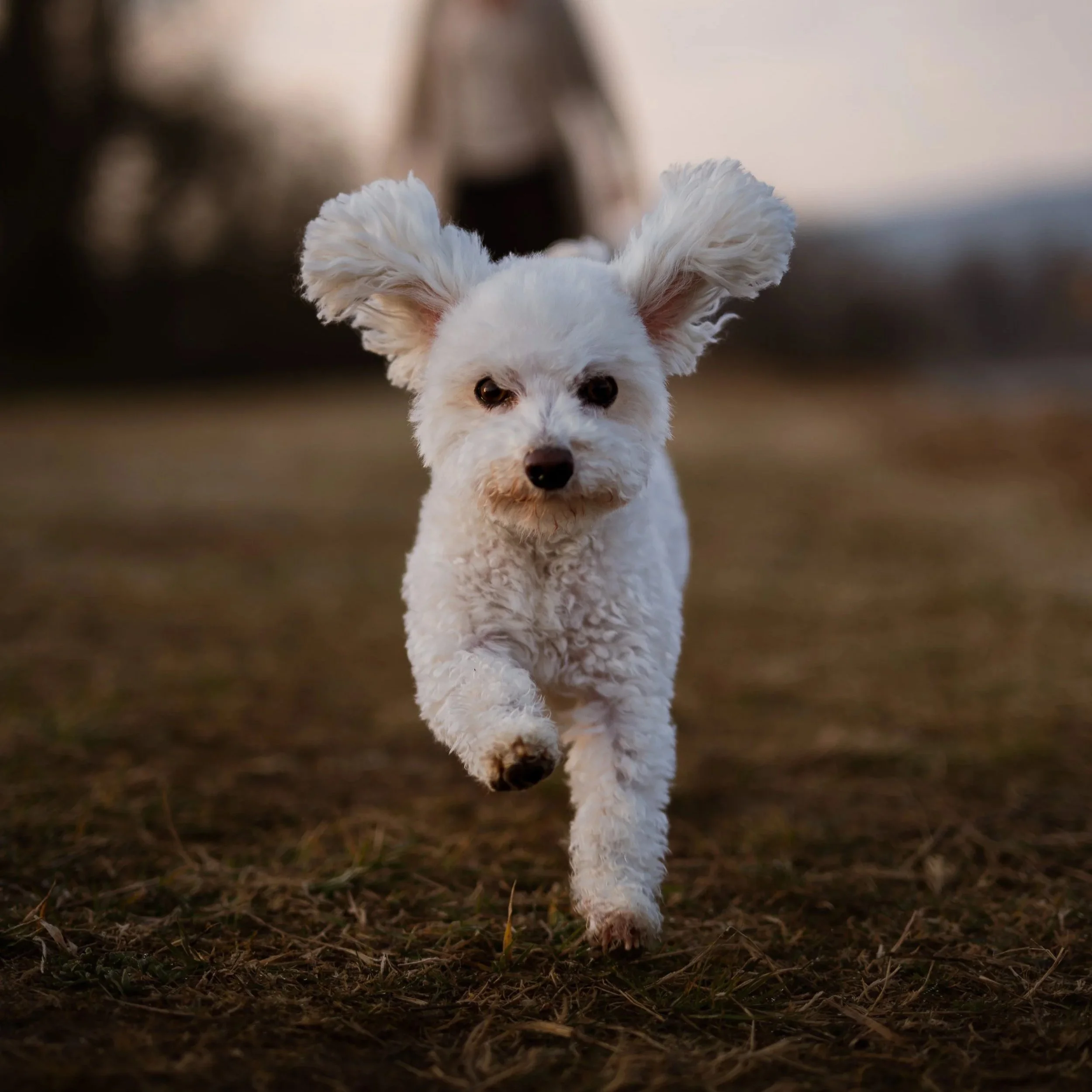Ein weißer Hund läuft auf einer Wiese, die vom Sonnenlicht beleuchtet wird, mit einem verschwommenen Hintergrund an einem späten Nachmittag oder frühen Abend.