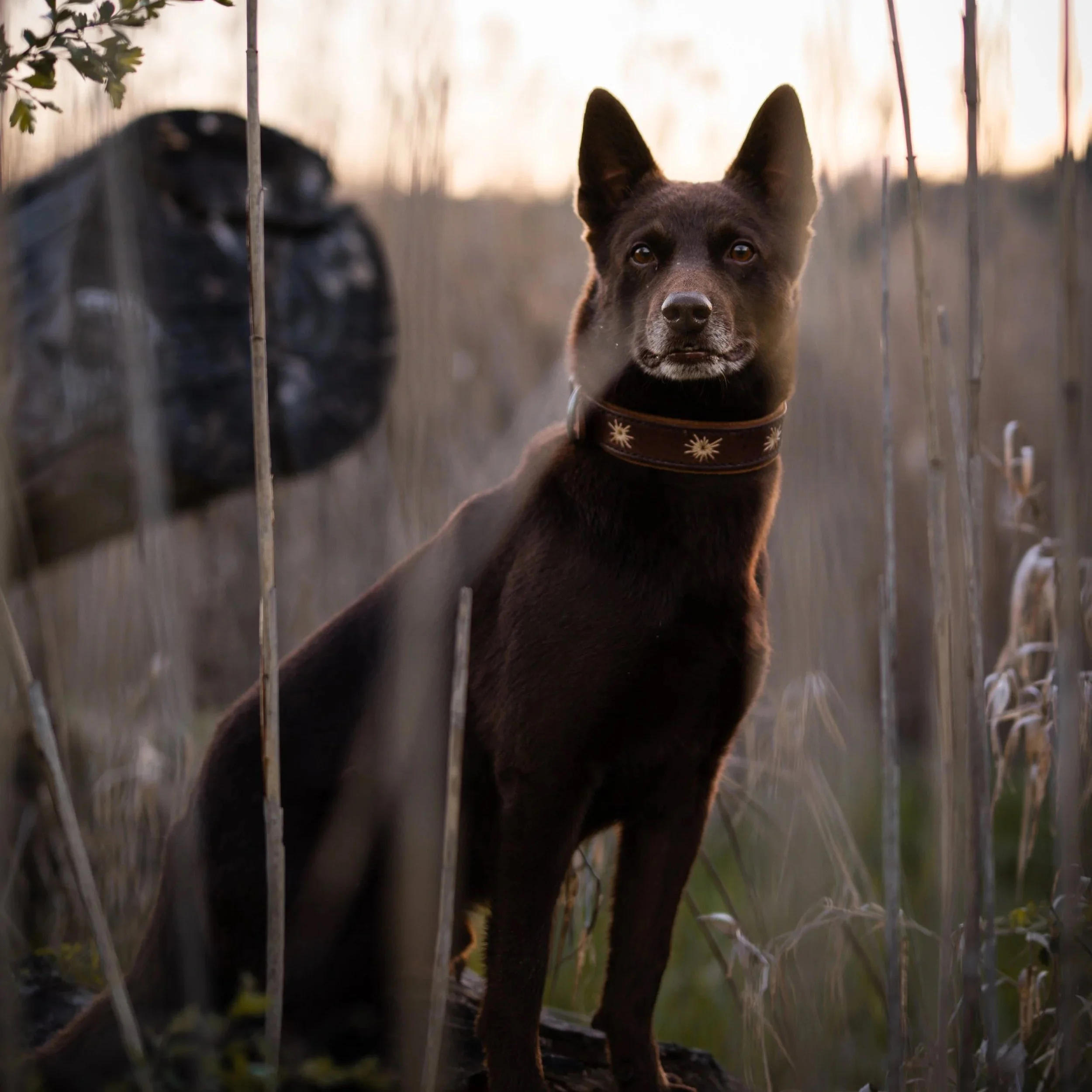 Ein brauner Hund mit aufgerichteten Ohren und braunen Augen schaut durch eine Zaunlatte. Der Hintergrund ist unscharf und zeigt Pflanzen und eine helle, bewölkte Himmel.