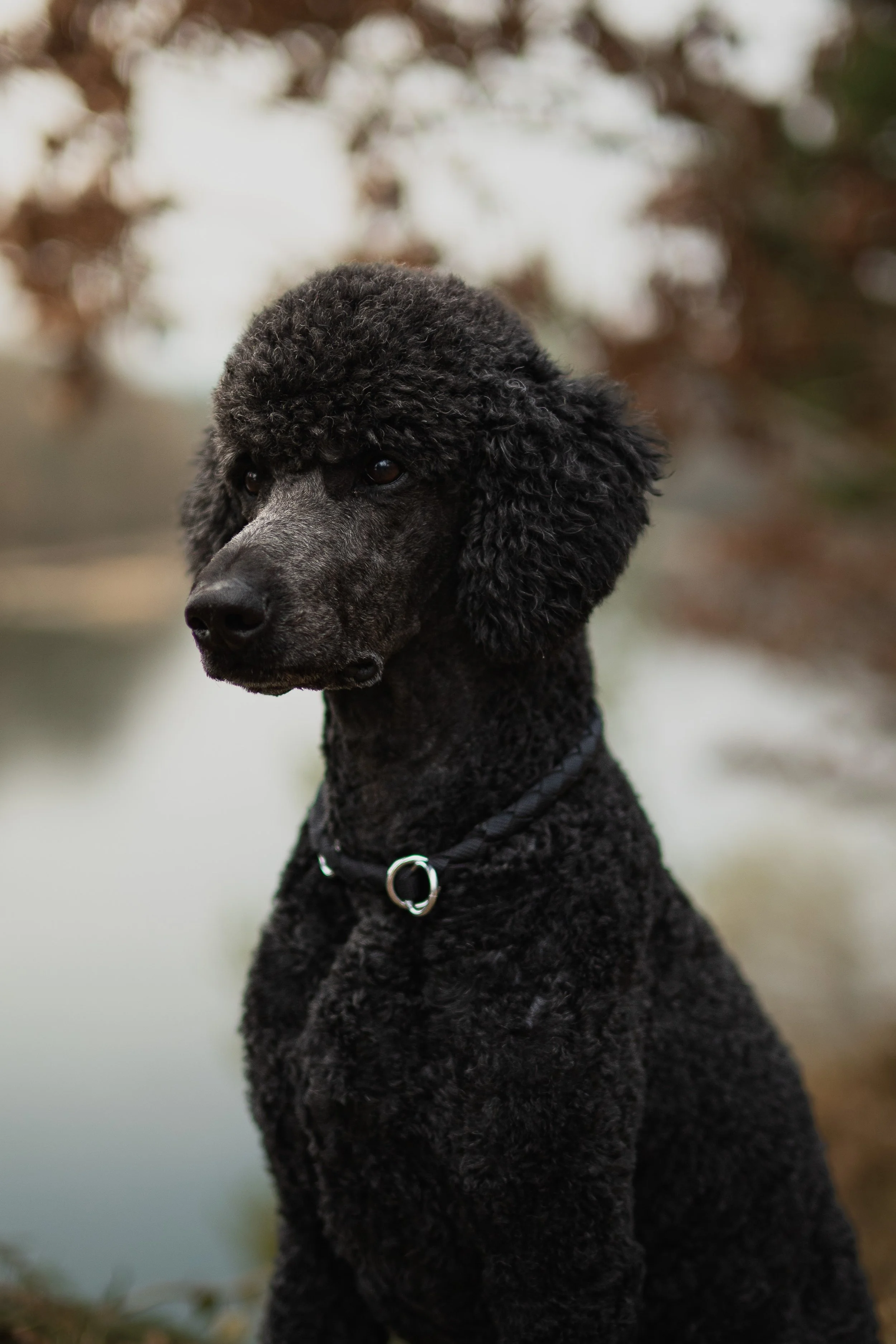 Ein schwarzer Pudel sitzt vor einer unscharfen Hintergrund, vermutlich im Freien, mit braunen und grünen Tönen. Der Hund trägt ein schwarzes Halsband mit einem Silberring.