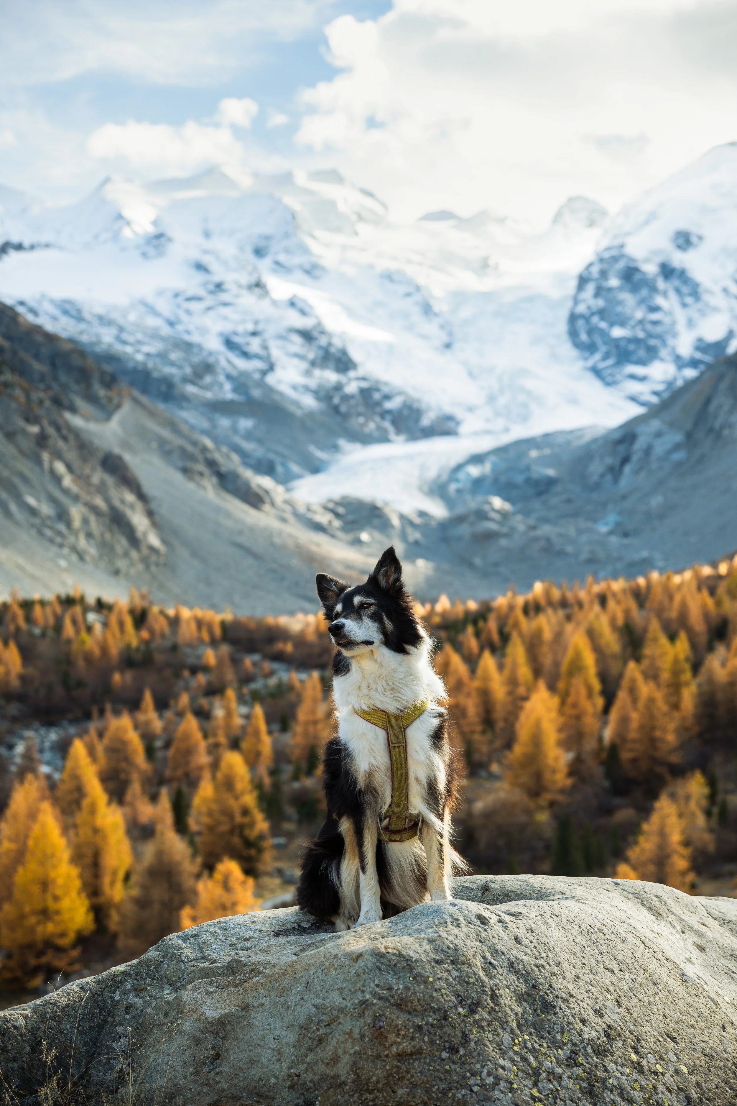Ein Hund sitzt auf einem Felsen vor einer Herbstlandschaft mit goldenen Bäumen und schneebedeckten Bergen im Hintergrund.
