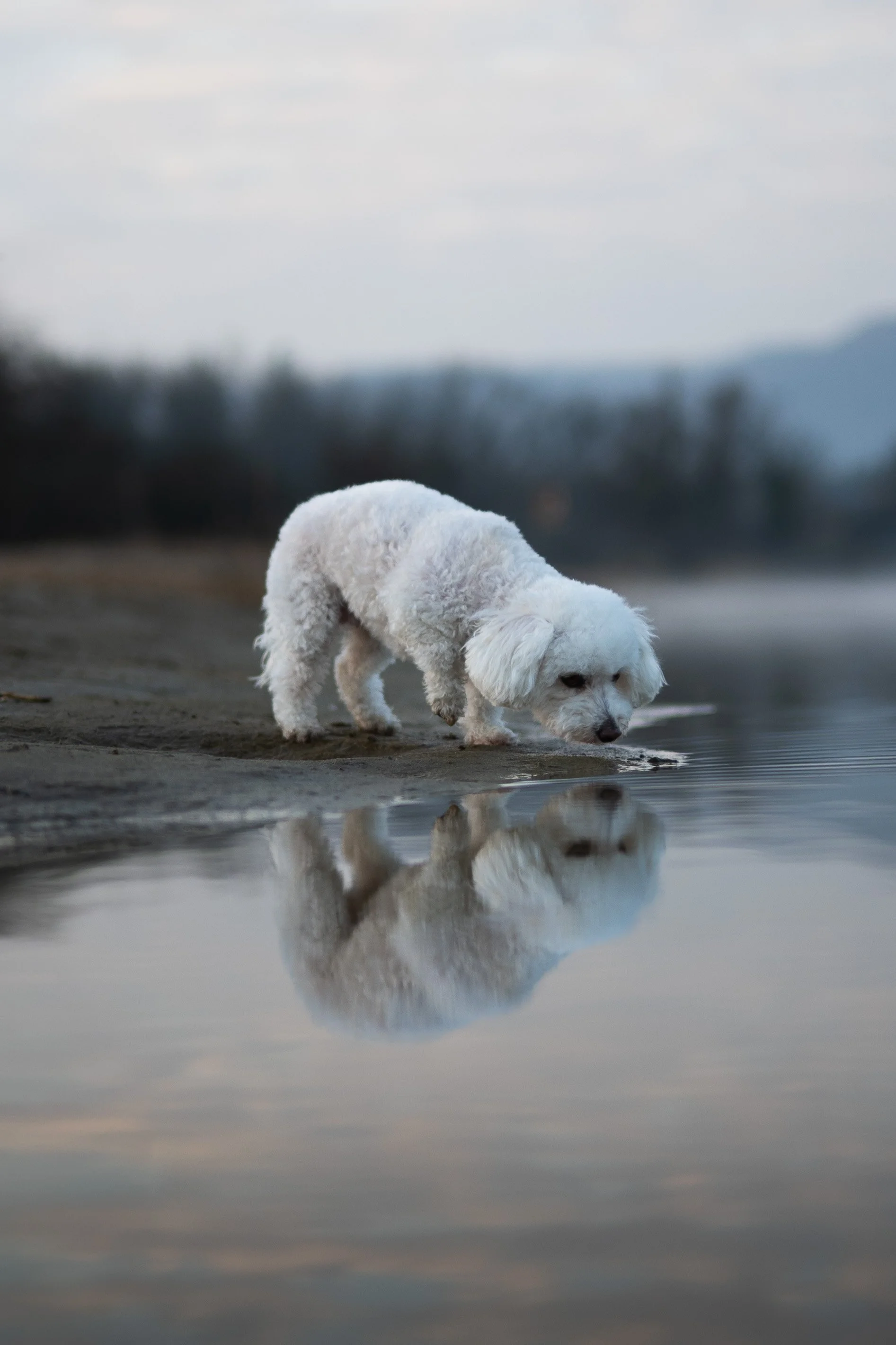 Ein weißer Hund schnüffelt am Ufer eines ruhigen Sees bei Sonnenuntergang, seine Reflexion ist im Wasser sichtbar.