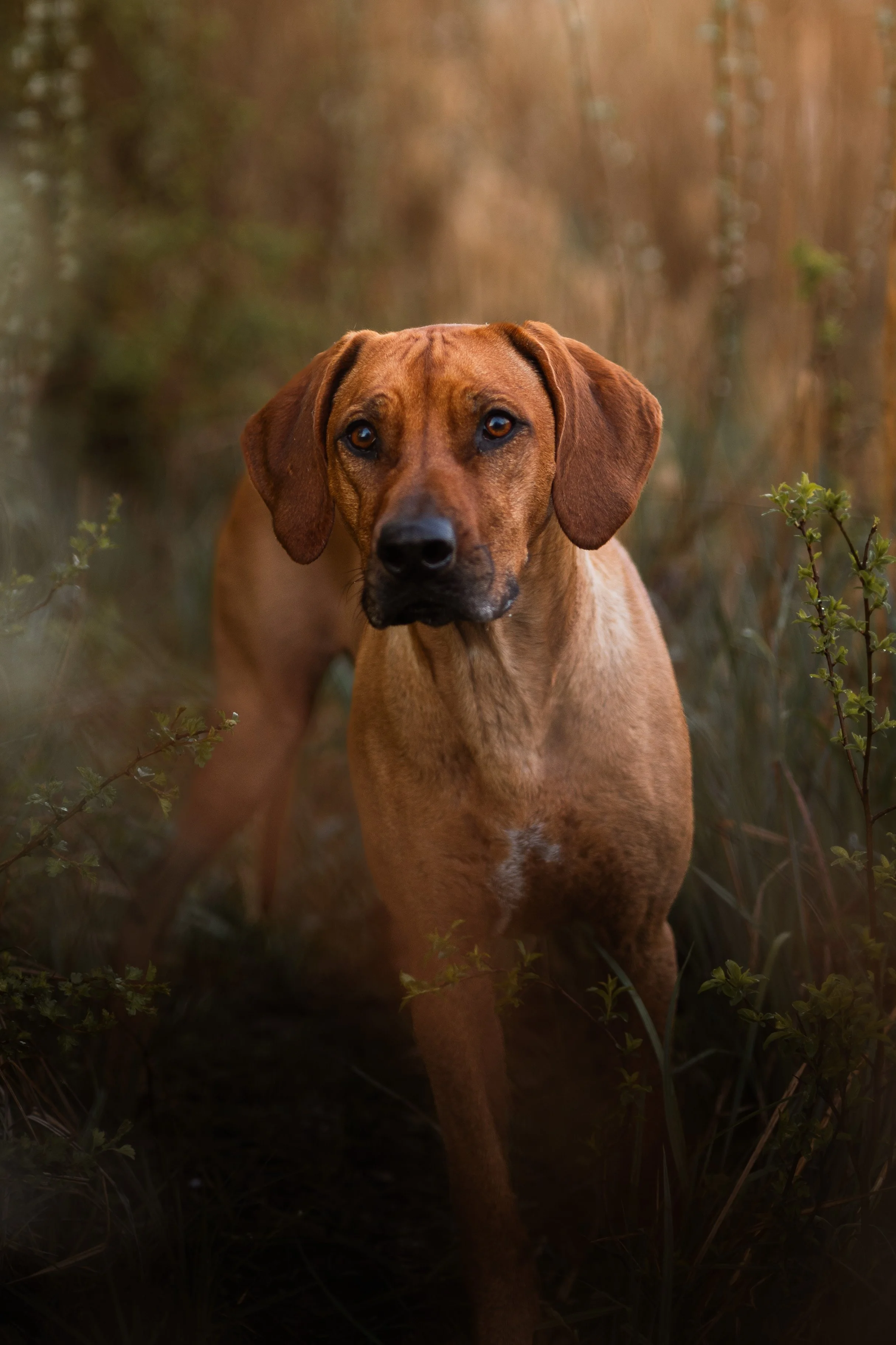Ein brauner Hund mit langen Ohren in einer natürlichen, grasbedeckten Umgebung.